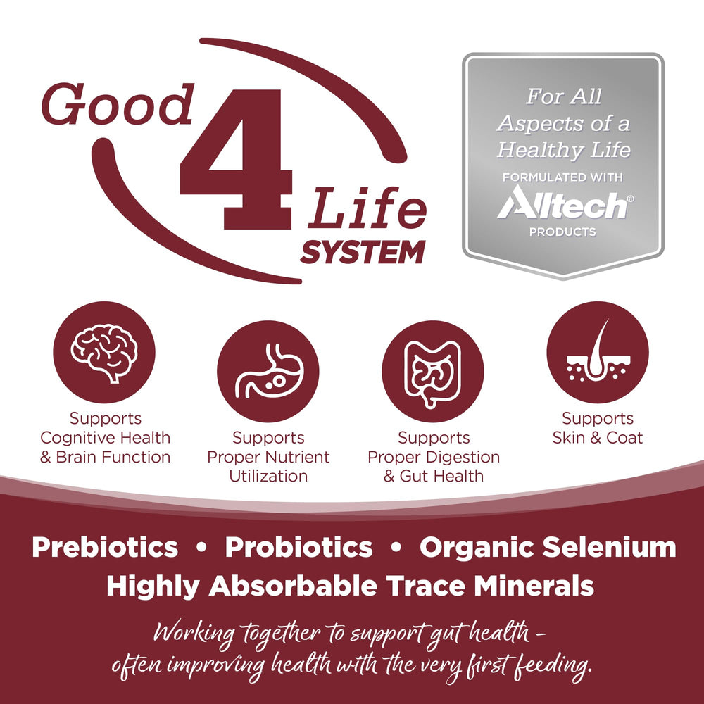 NutriSource gros plan sur croquettes montrant la texture et l'appétence pour chiens