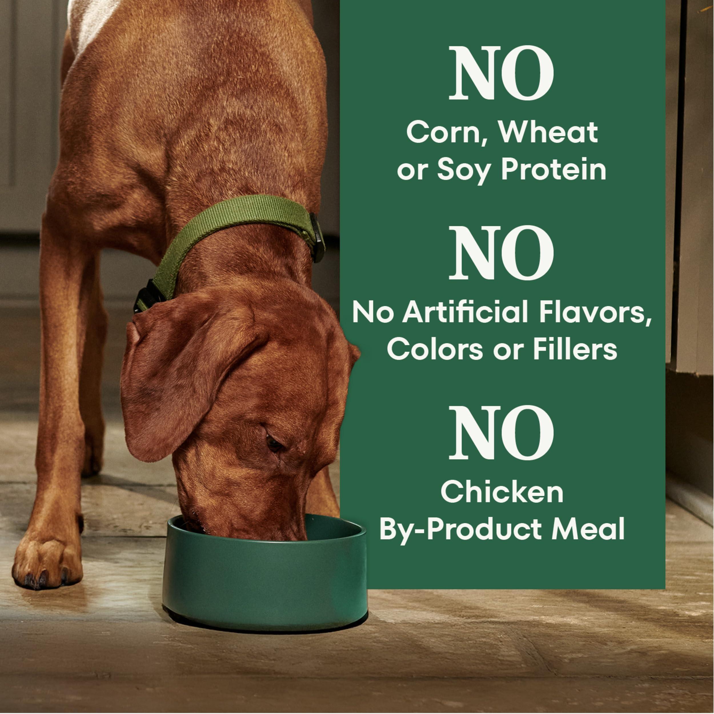 Nutro chien senior mange en cuisine montrant appétence et routine repas