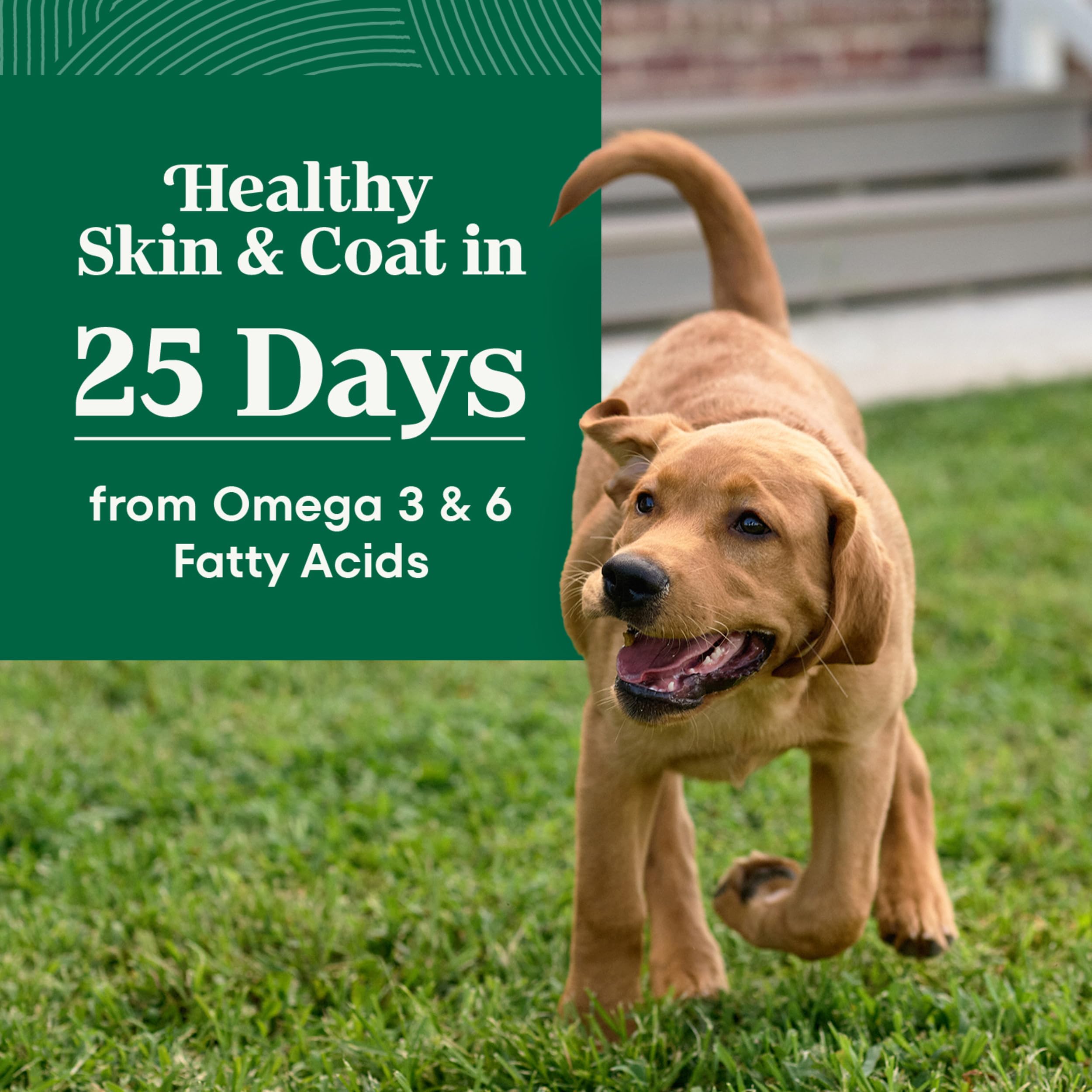 Nutro chiot mangeant au bol montrant alimentation soutenant énergie quotidienne