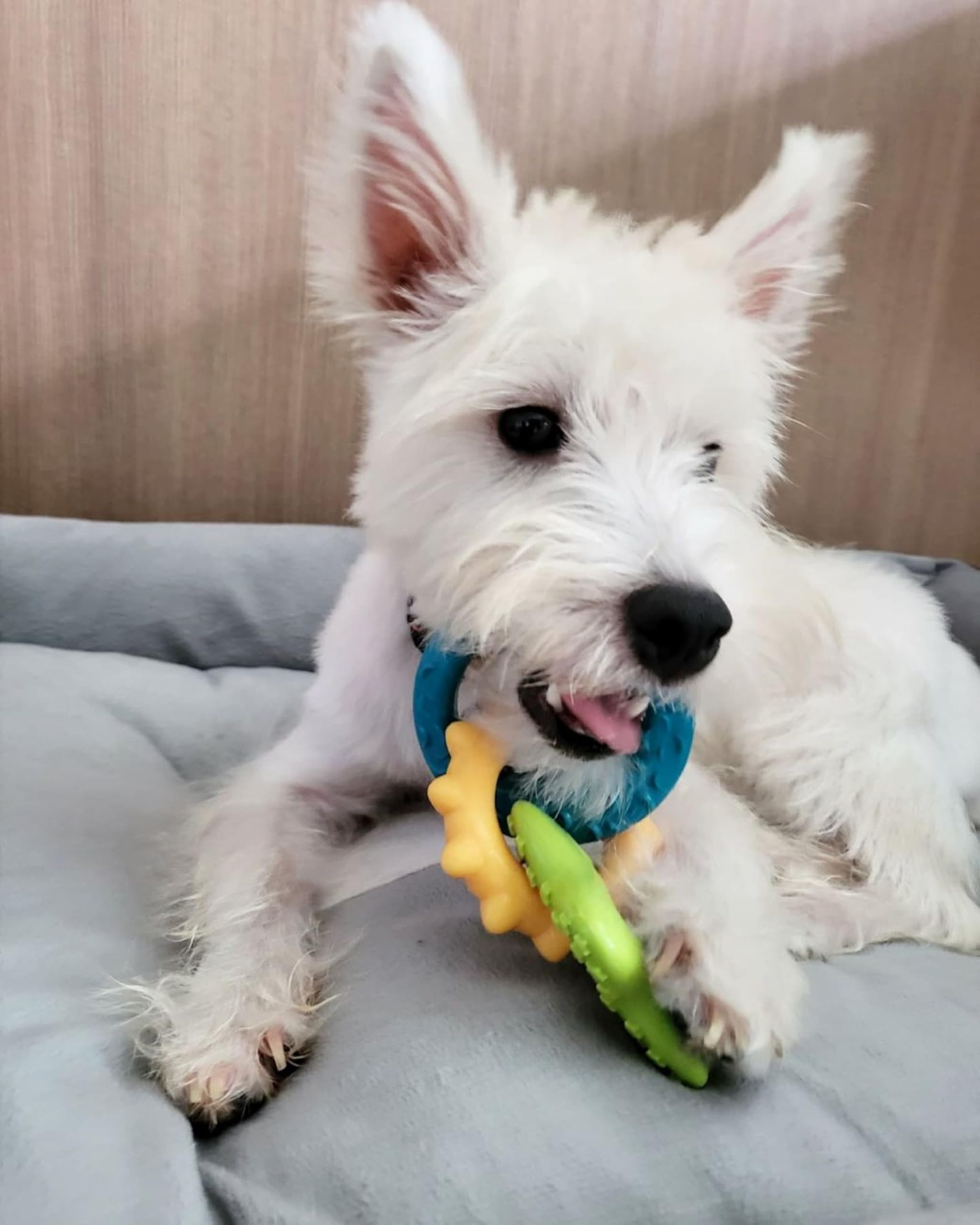 Nylabone détail saveur bacon imprégnée pour plaisir prolongé