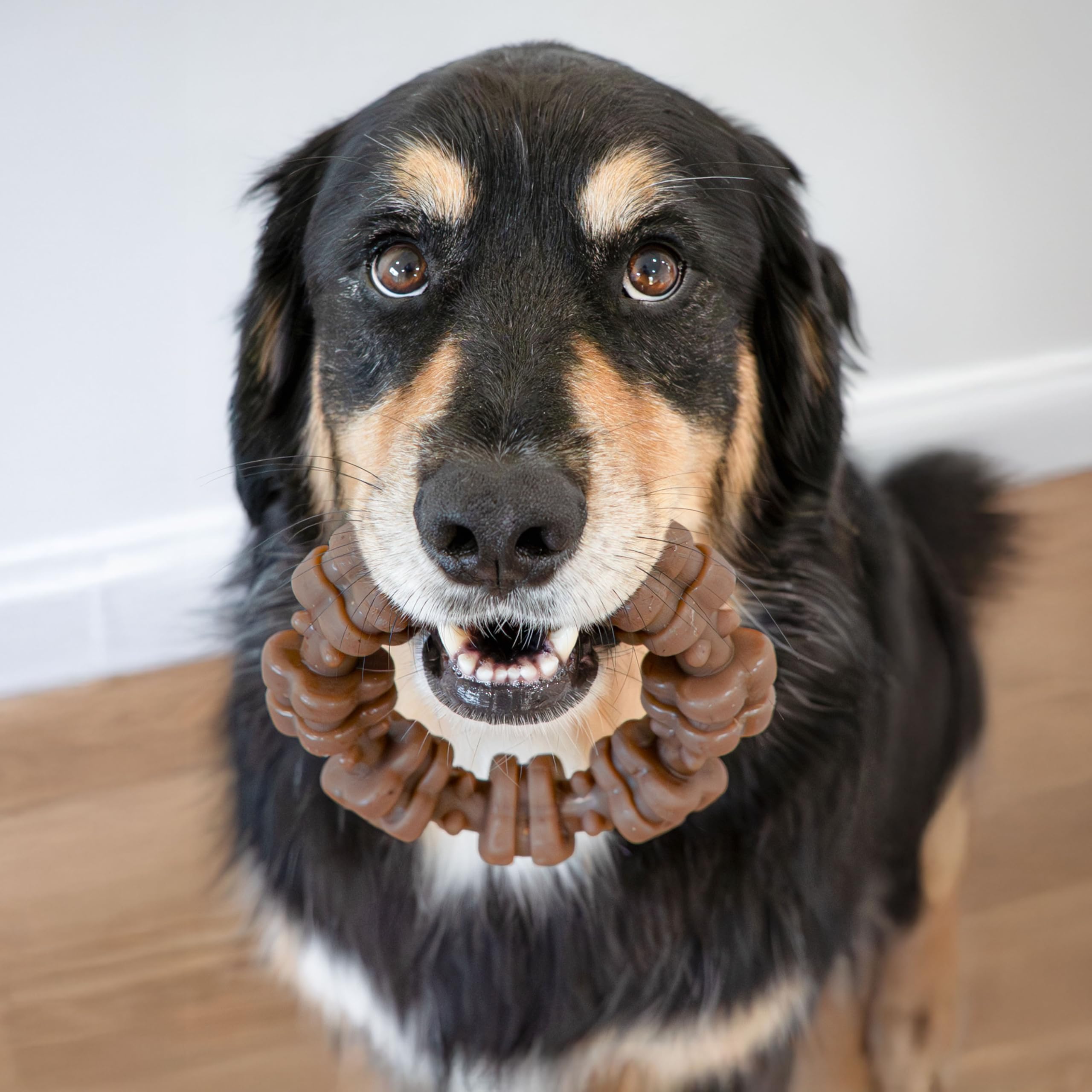 Nylabone coupe transversale montrant matière dense résistante