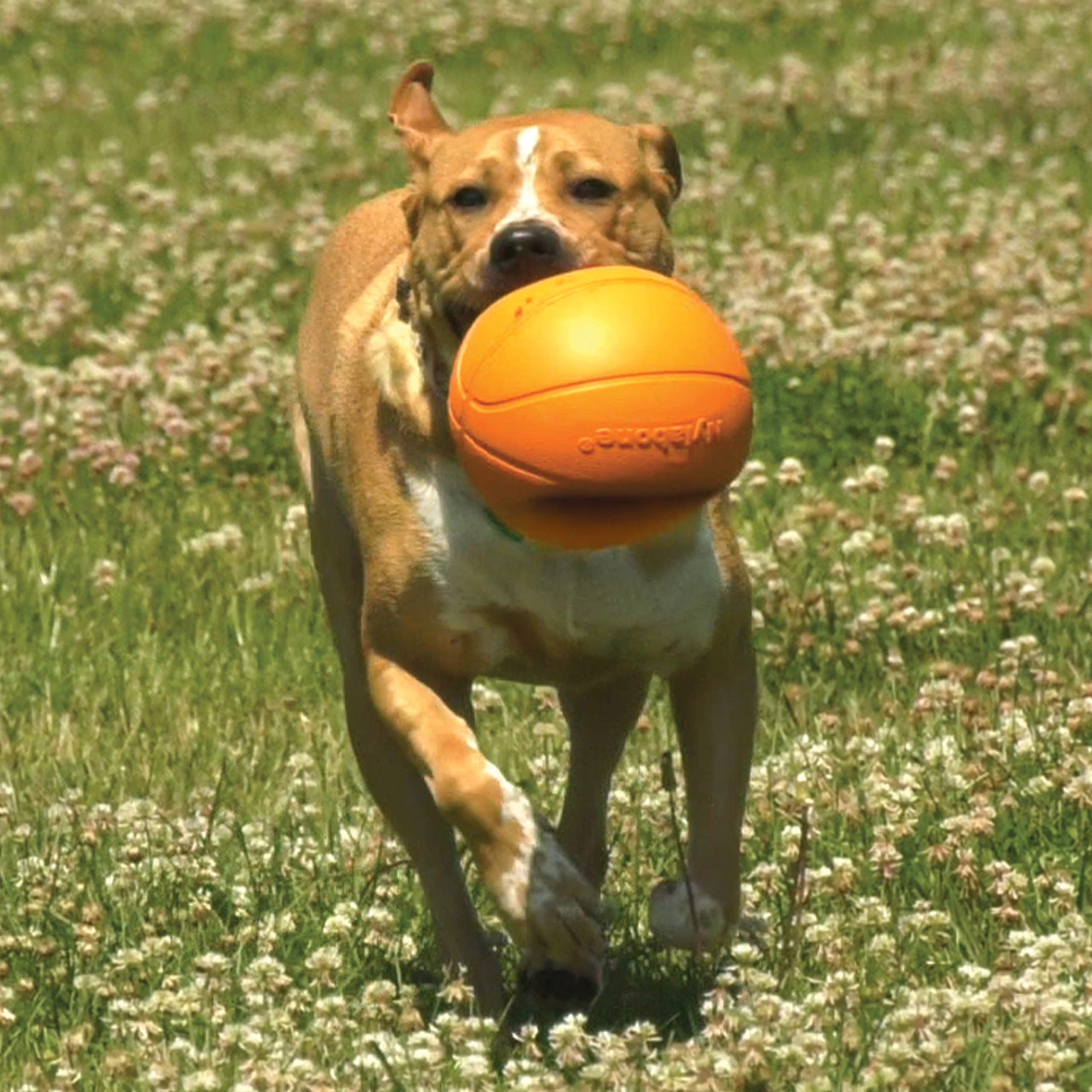 Nylabone gros plan étiquette, montre matériau durable et sécurité