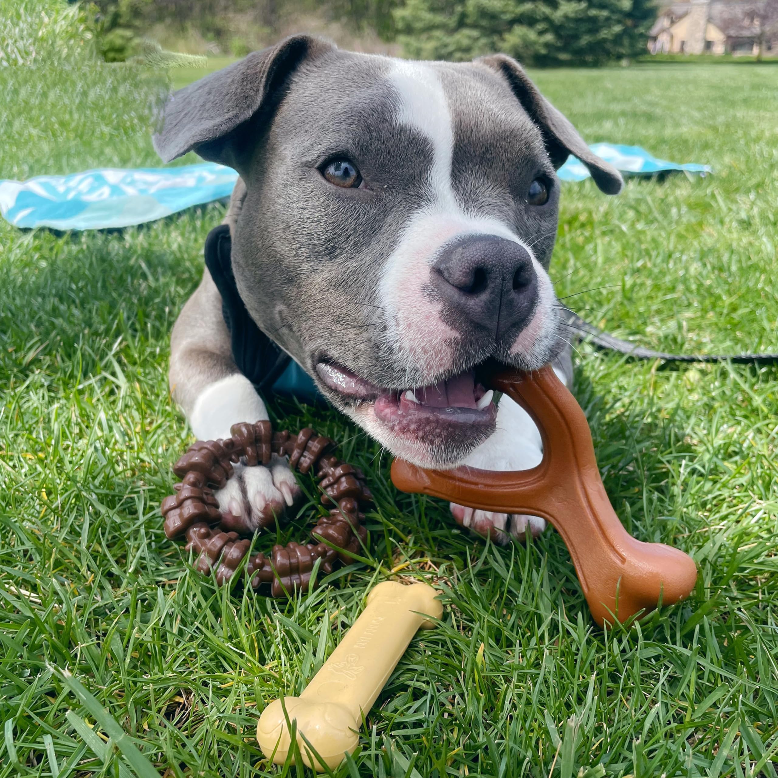 Nylabone bague texturée gros plan pour nettoyage des dents et stimulation