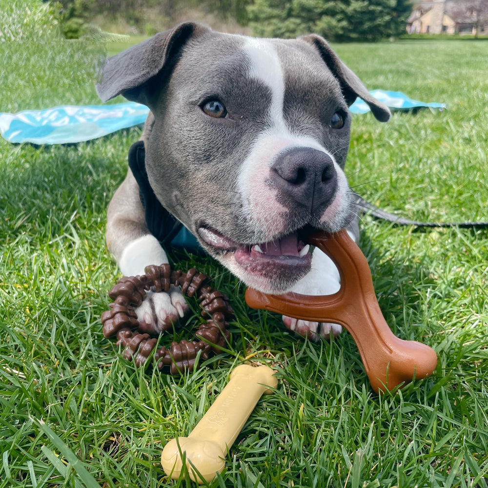 Nylabone bague texturée gros plan pour nettoyage des dents et stimulation