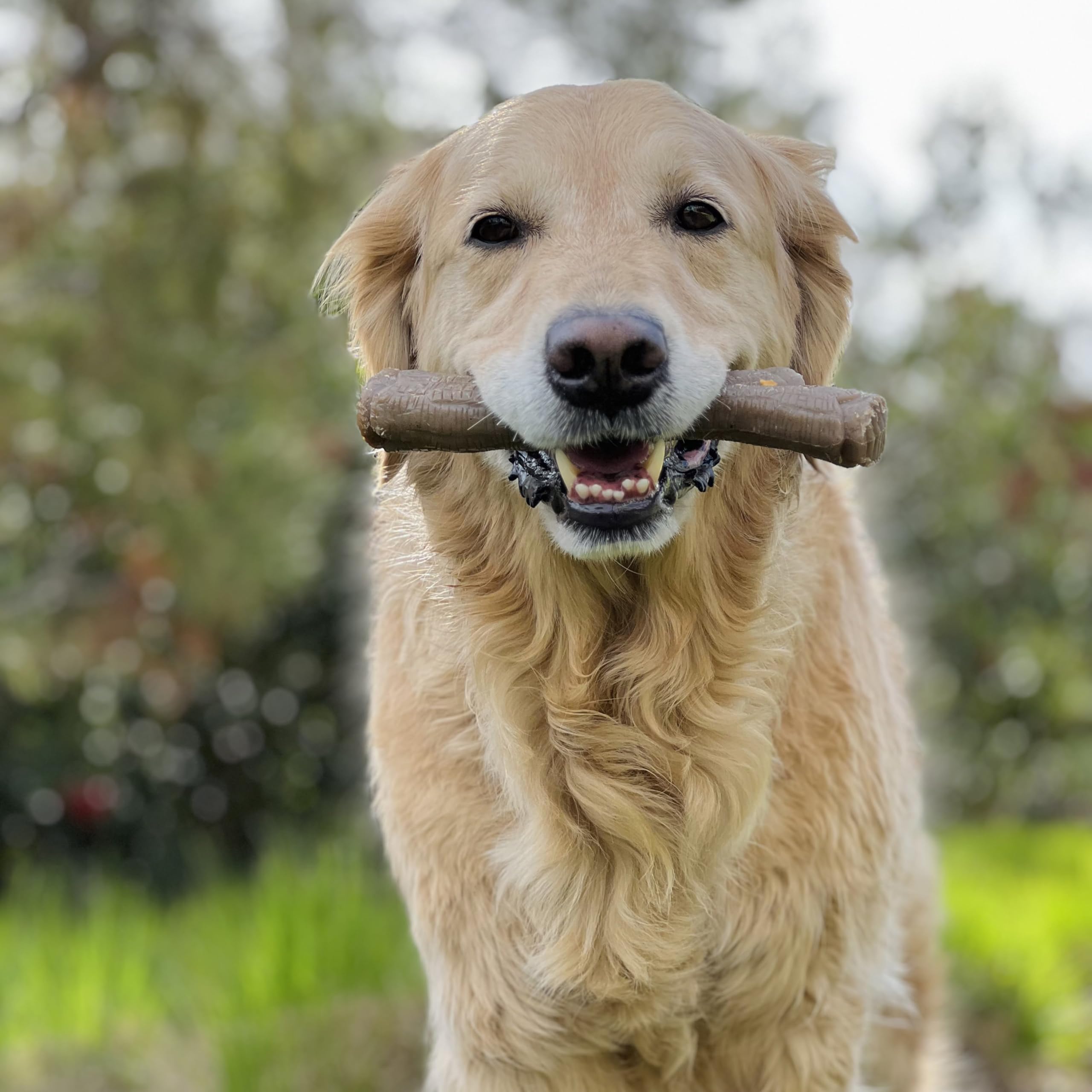 Nylabone gros plan texture écailleuse aide à nettoyer les dents