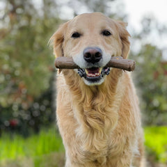 Nylabone gros plan texture écailleuse aide à nettoyer les dents