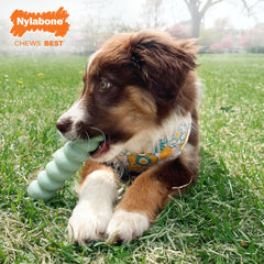 Nylabone gros plan sur texture rainurée pour massage des gencives