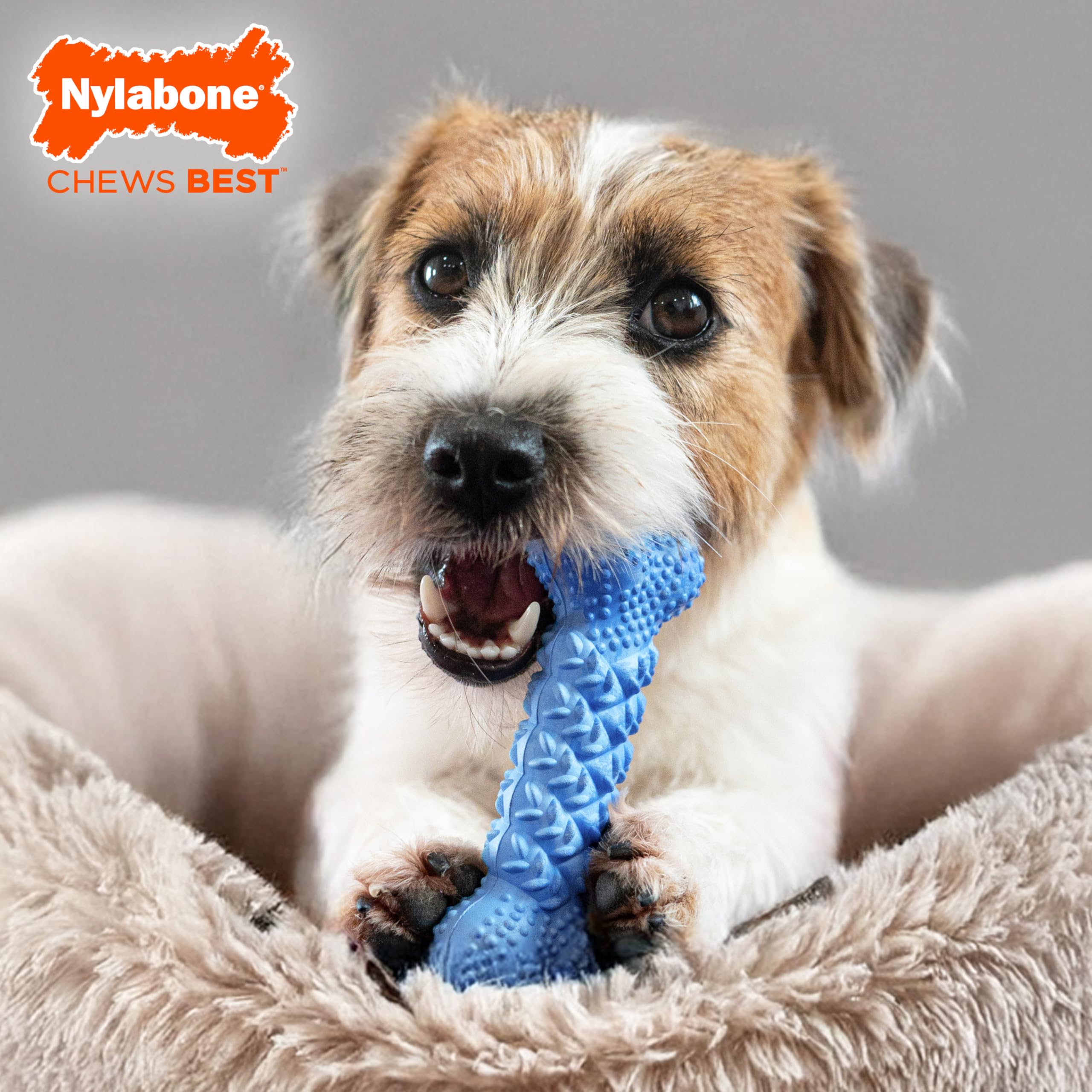 Nylabone gros plan texture montrant reliefs pour nettoyer dents