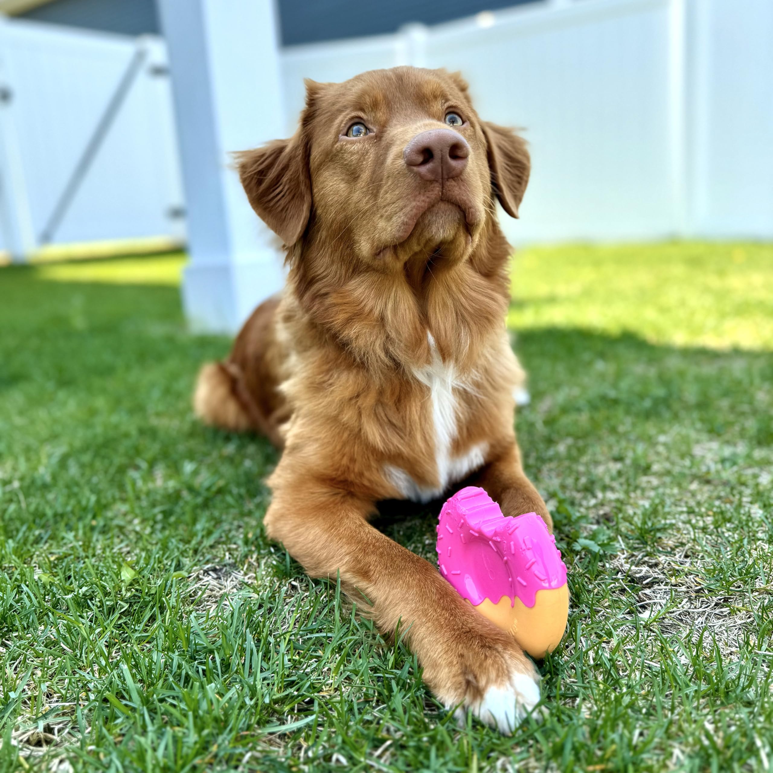 Nylabone gros plan matériau Power Chew montrant résistance et sécurité