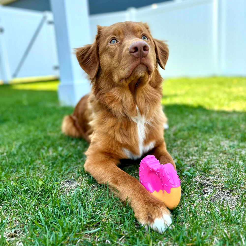 Nylabone gros plan matériau Power Chew montrant résistance et sécurité