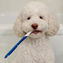 Nylabone gros plan brosse angulée montrant précision de nettoyage