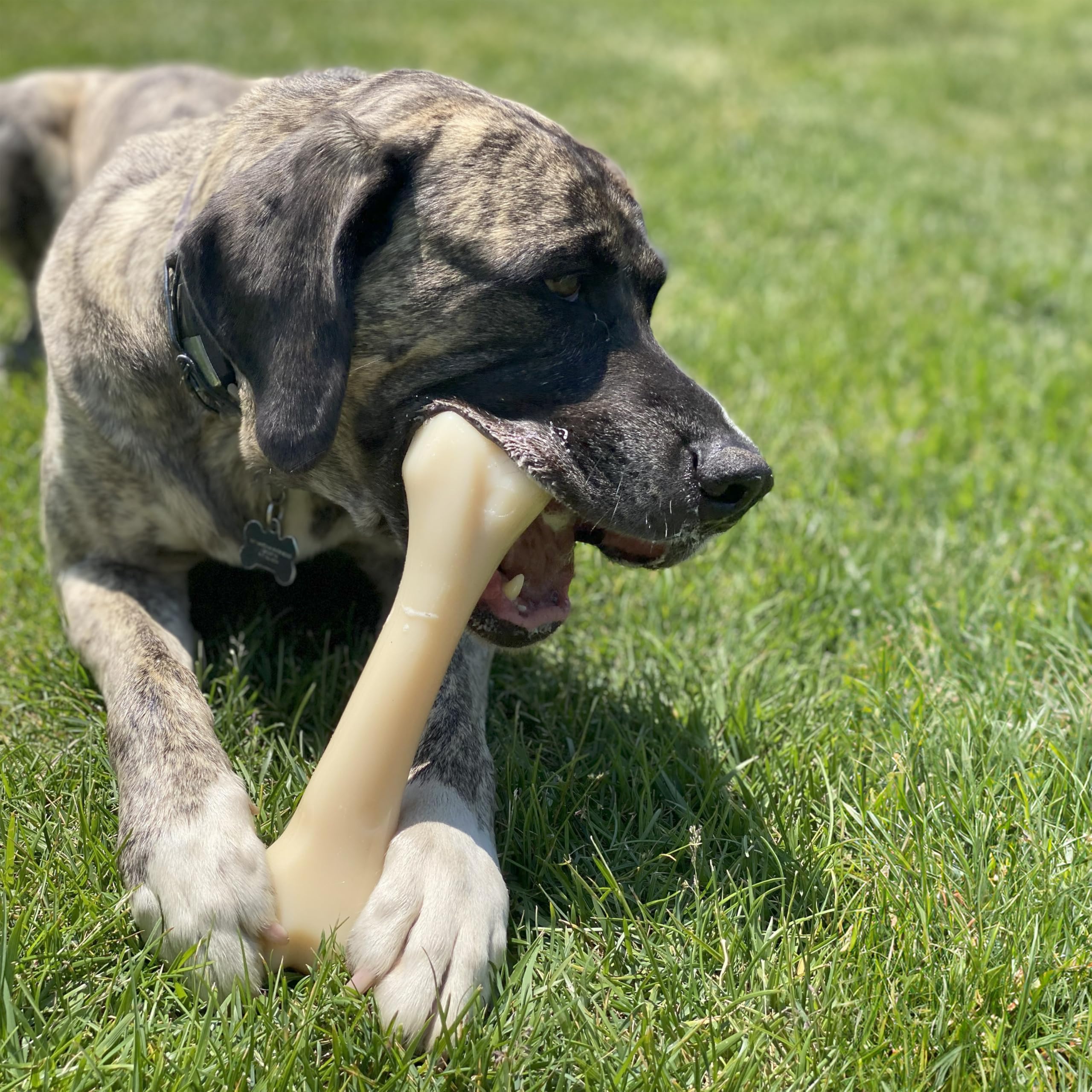 Nylabone os profil 3D illustrant forme naturelle pour mastication prolongée