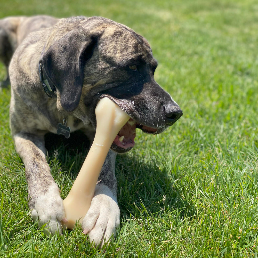 Nylabone os profil 3D illustrant forme naturelle pour mastication prolongée