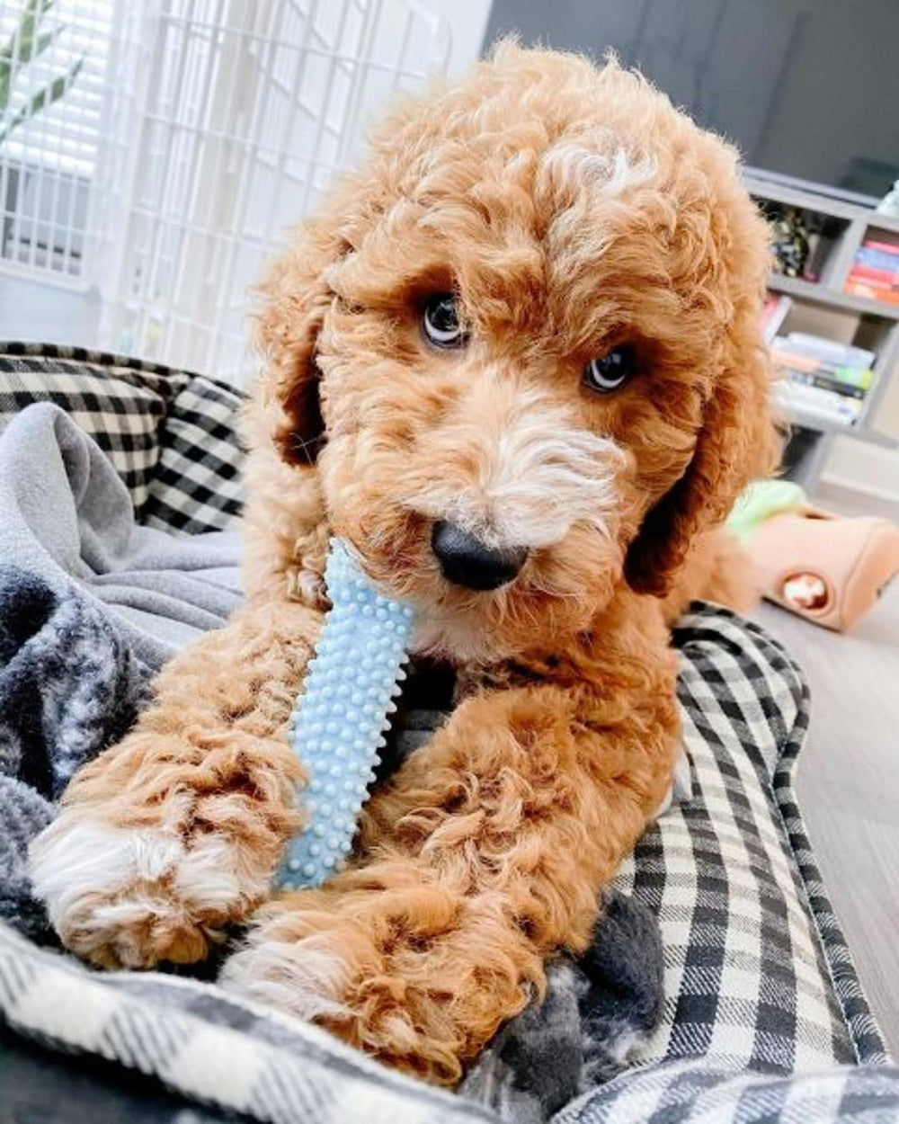 Nylabone chiot jouant dans le salon, détourne des objets domestiques