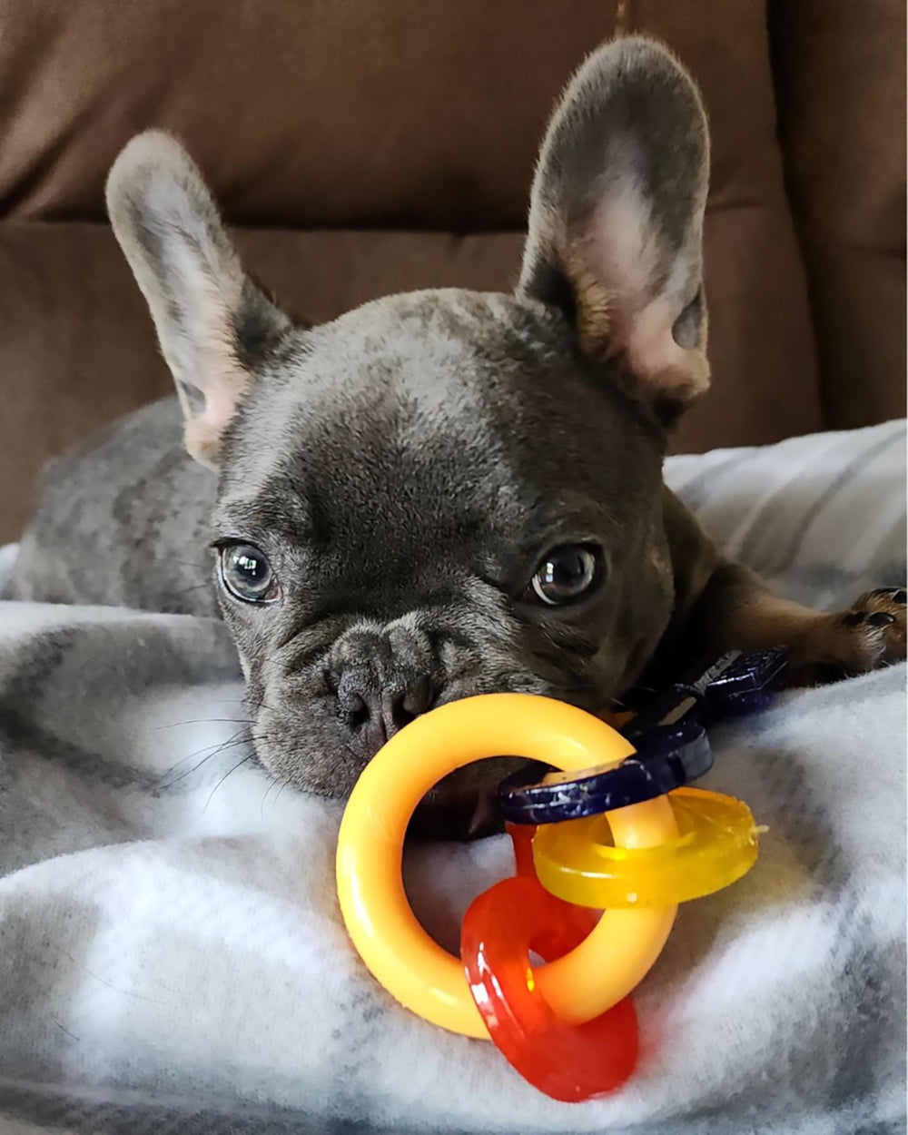 Nylabone gros plan texture apaisante qui masse les gencives du chiot