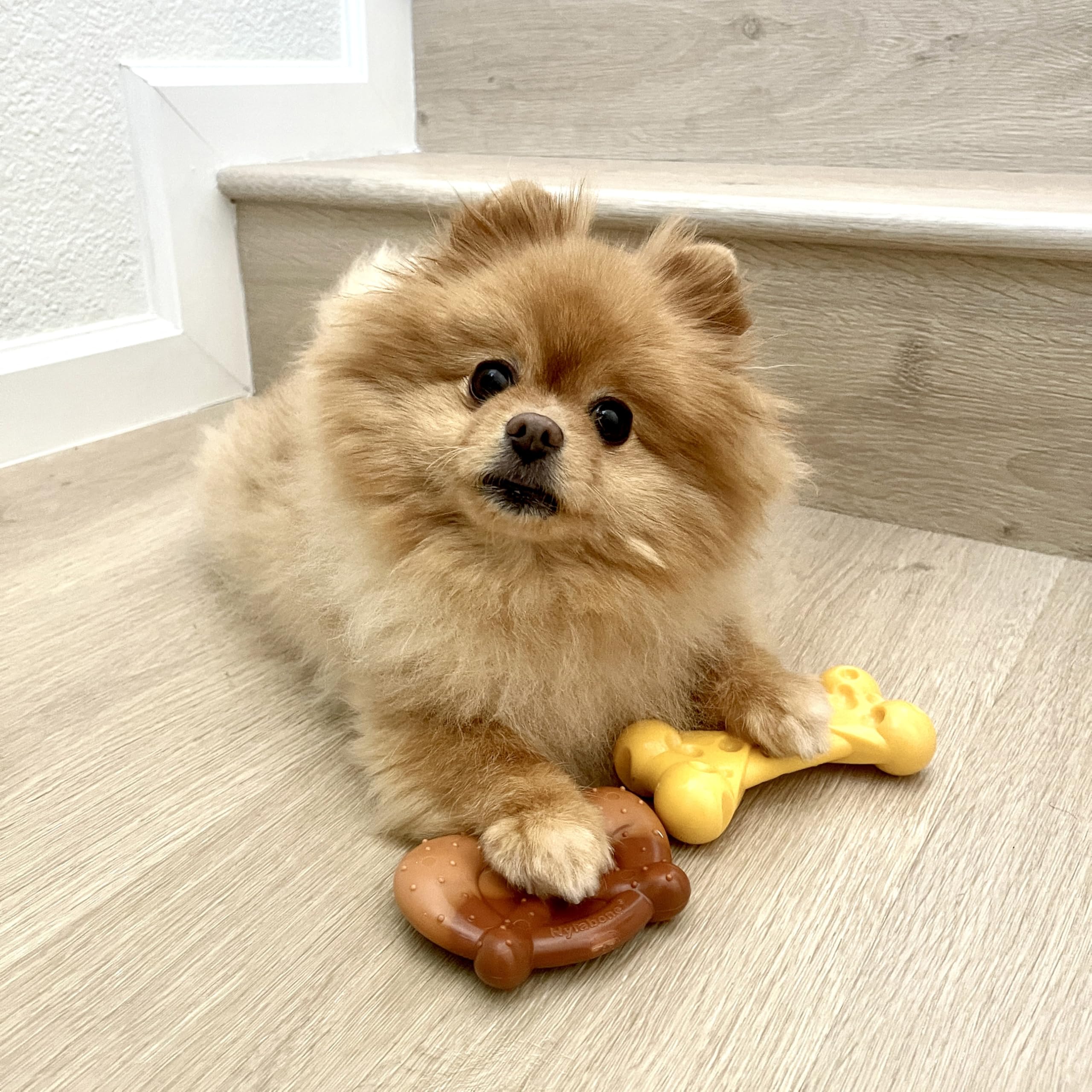 Nylabone gros plan texture montrant rainures pour nettoyer dents