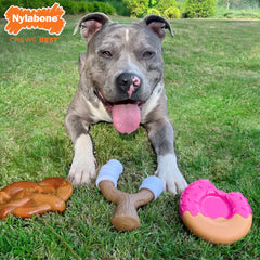 Nylabone gros plan du donut montrant textures et poche pour friandise attirante