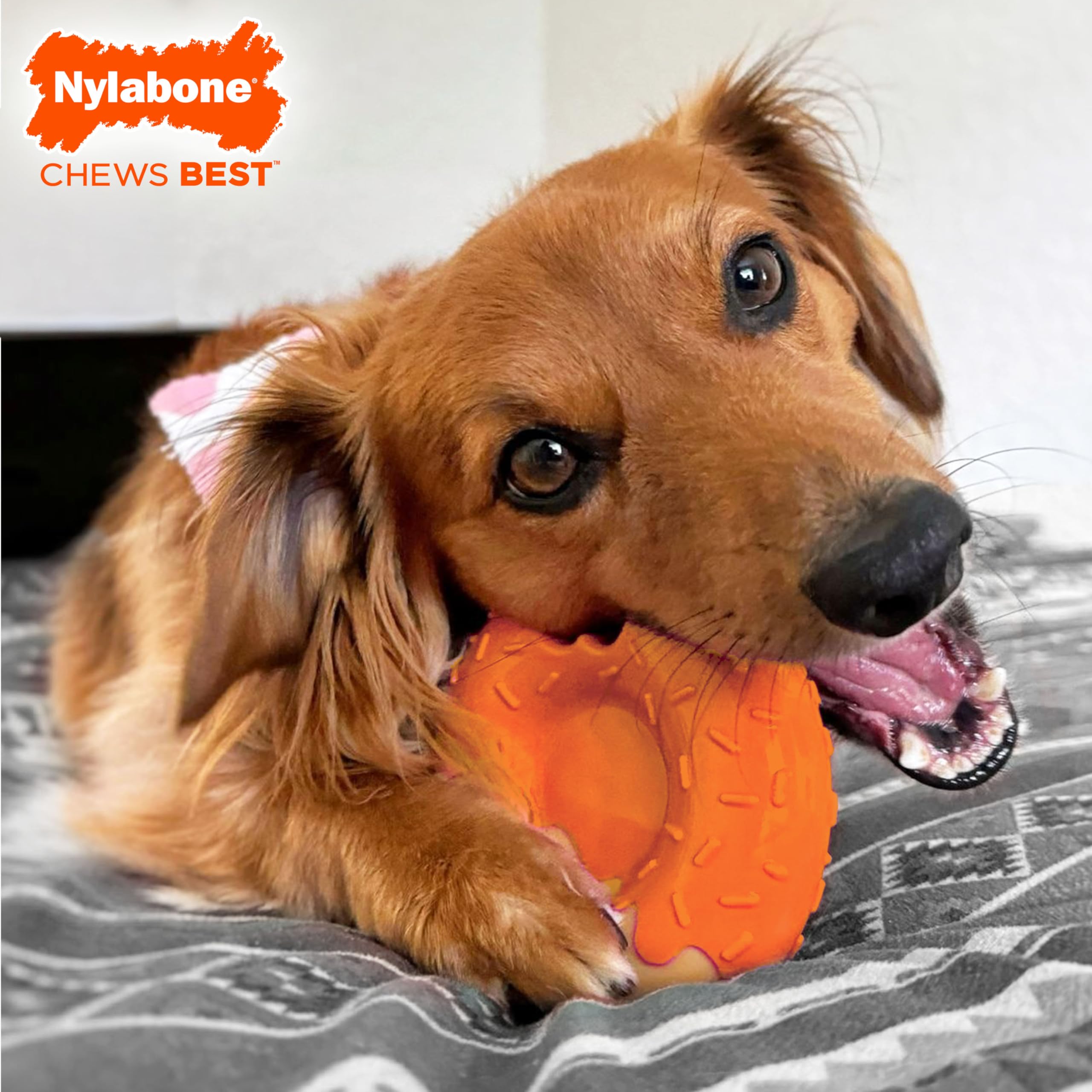 Nylabone donut tenu en main pour apprécier l'échelle et la robustesse
