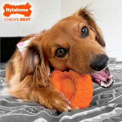 Nylabone donut tenu en main pour apprécier l'échelle et la robustesse
