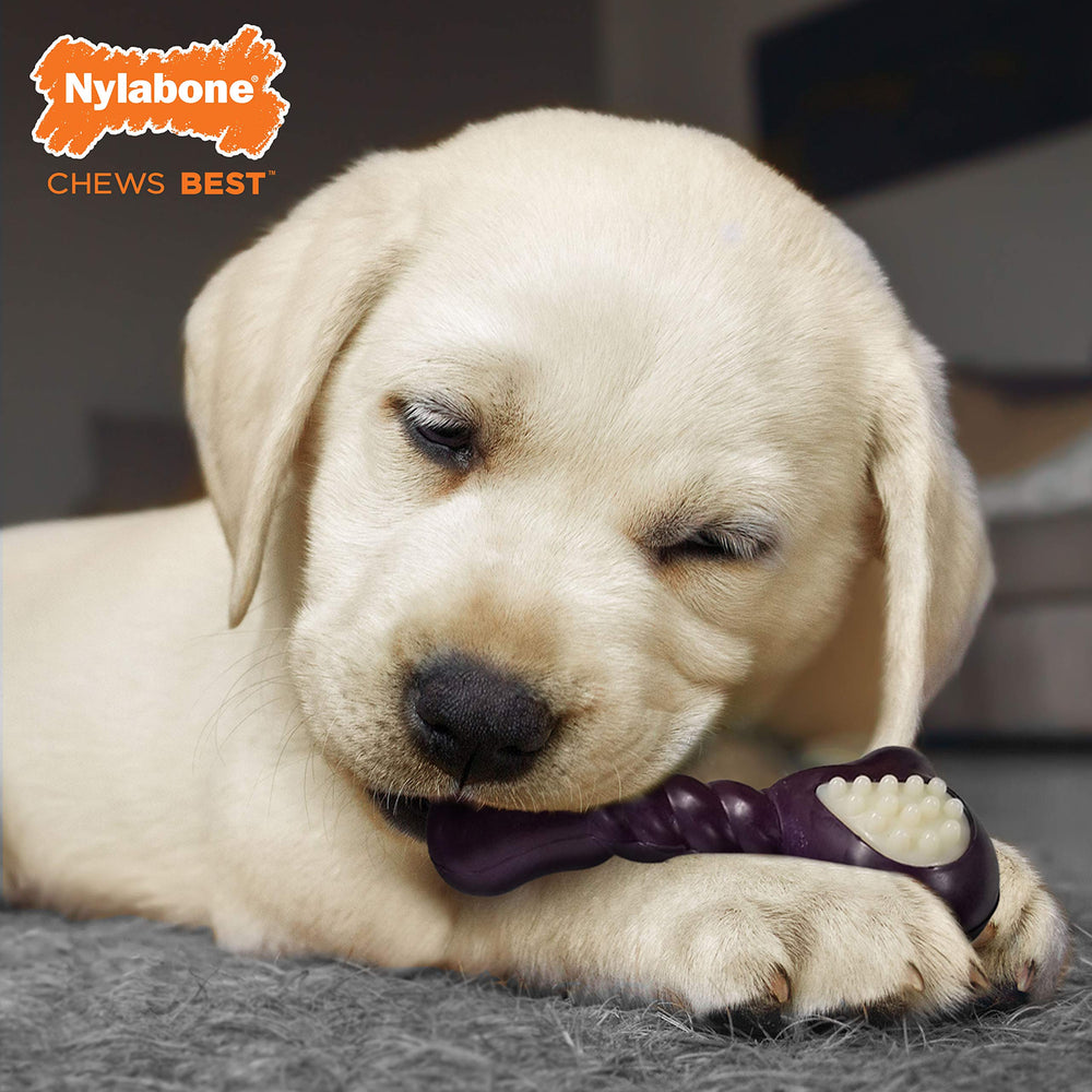 Nylabone gros plan texture montrant reliefs pour nettoyer dents