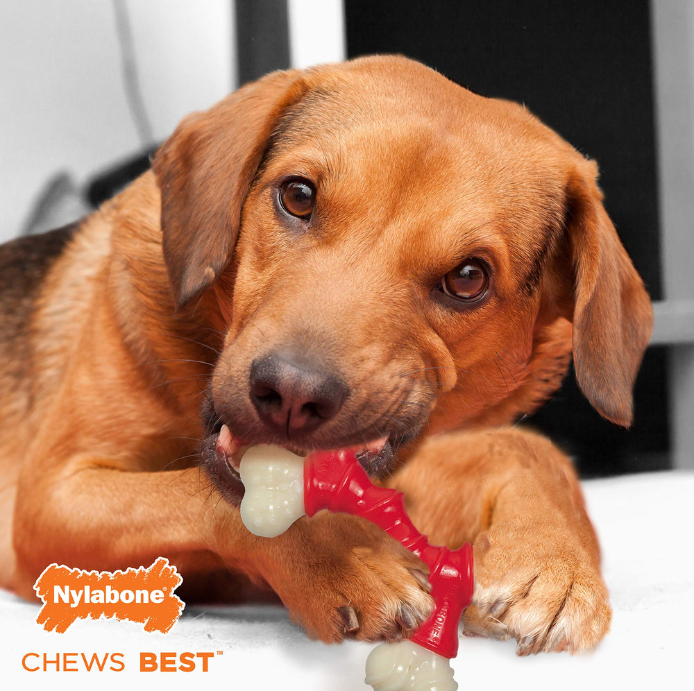 Nylabone comparaison taille avec chien moyen, adapté jusqu'à 16 kg