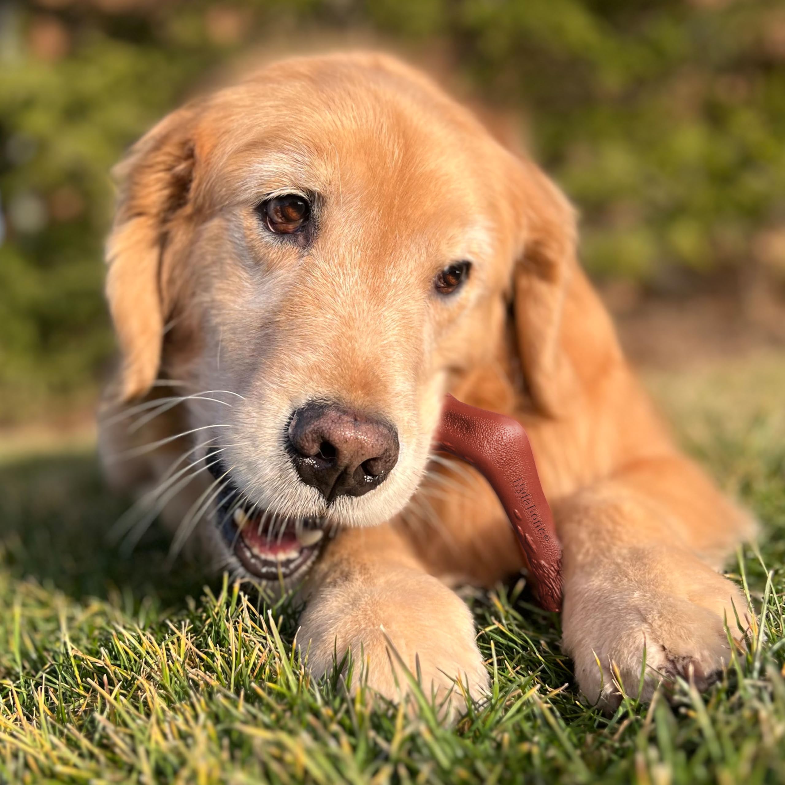Nylabone profil du jouet en forme d'os, facilité de prise pour chiens