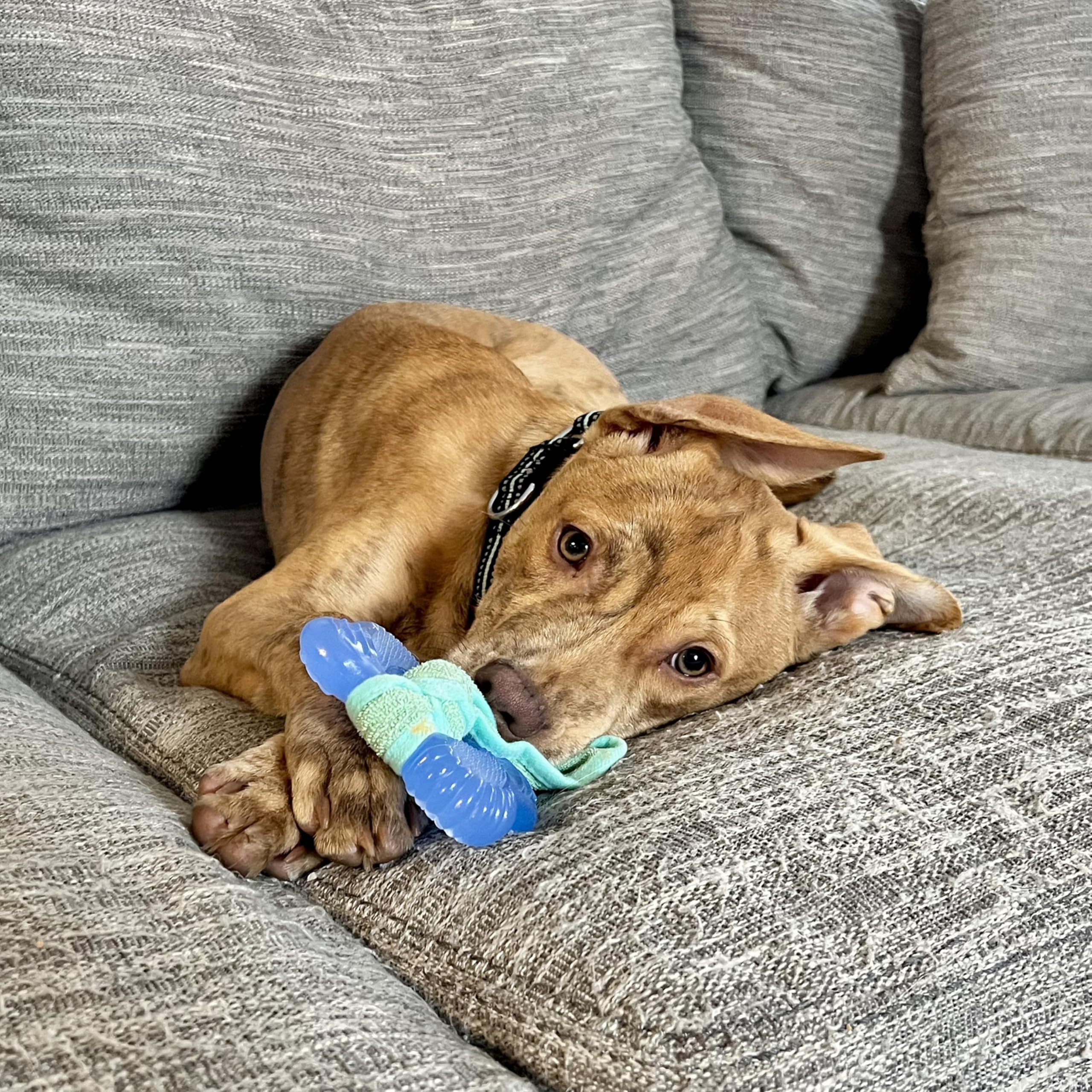 Nylabone emballage lisible informations produit et sécurité