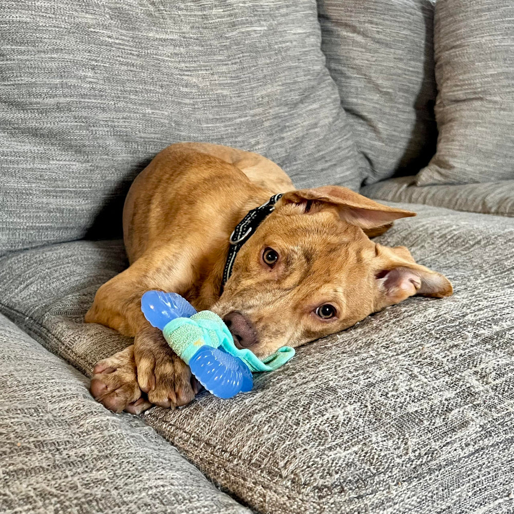 Nylabone emballage lisible informations produit et sécurité