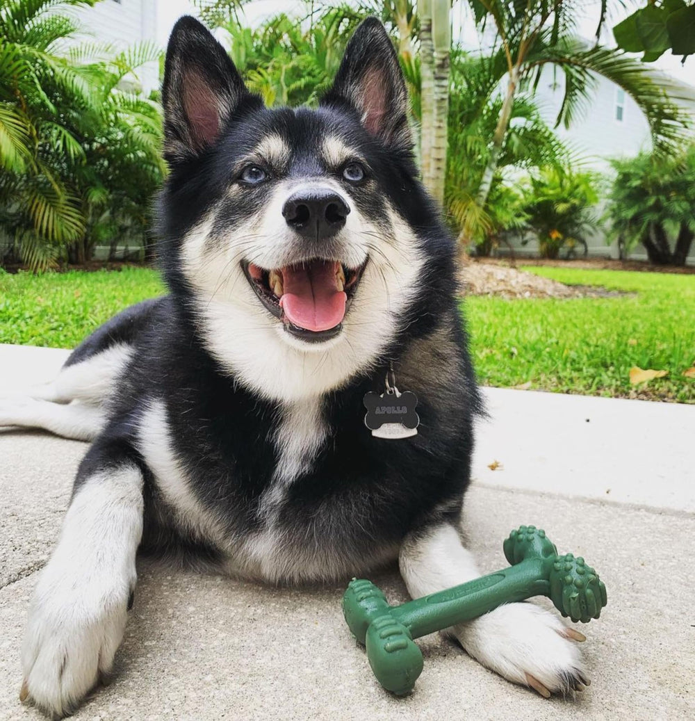 Nylabone étiquette produit montrant dimensions et usages clairs