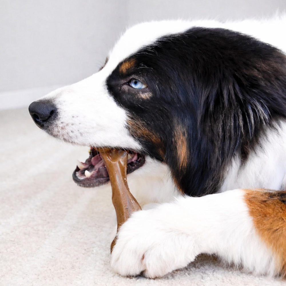 Nylabone femur à l'échelle comparé à une main pour idée de taille
