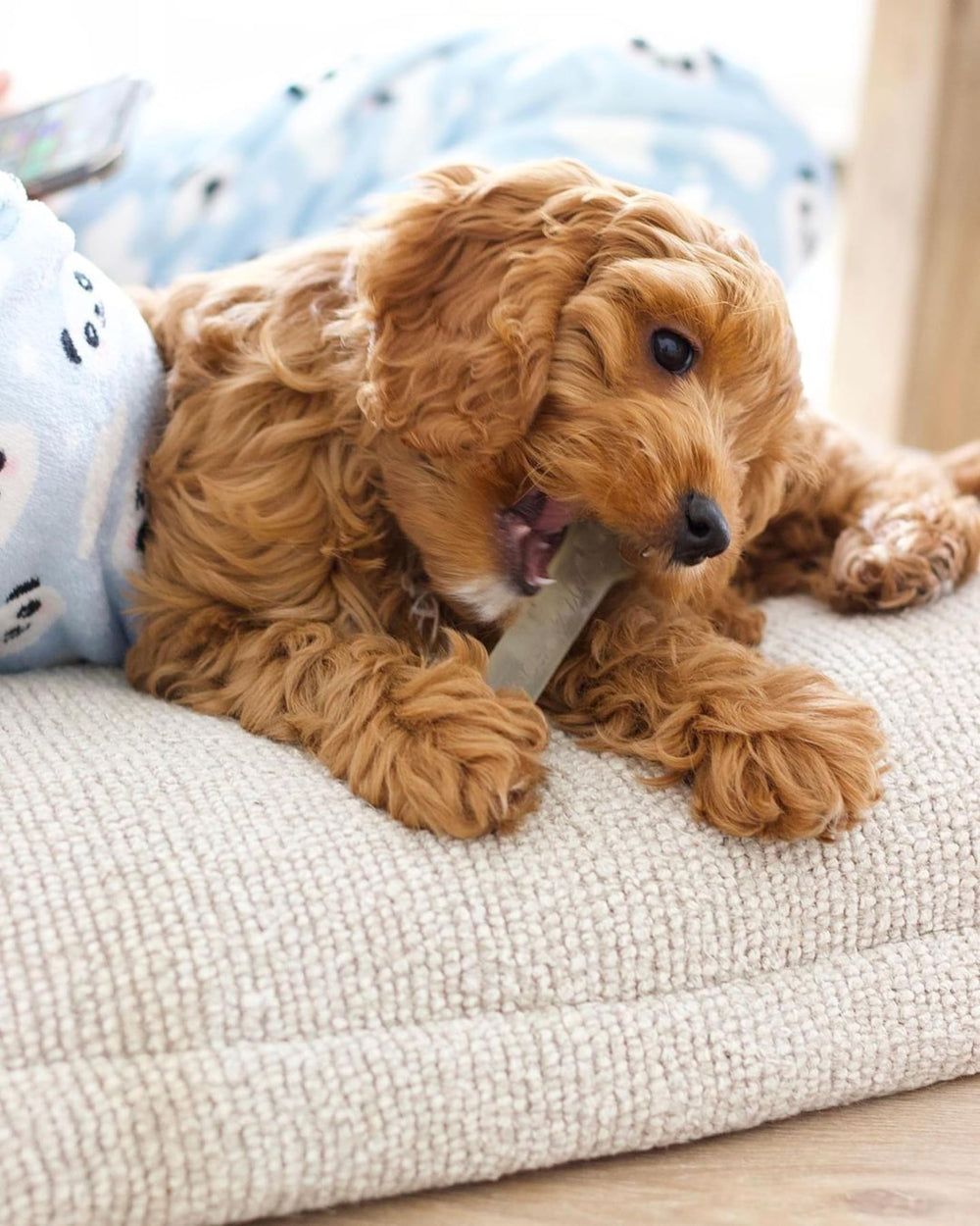 Nylabone gros plan texture cloutée du Gumabone pour nettoyer les dents