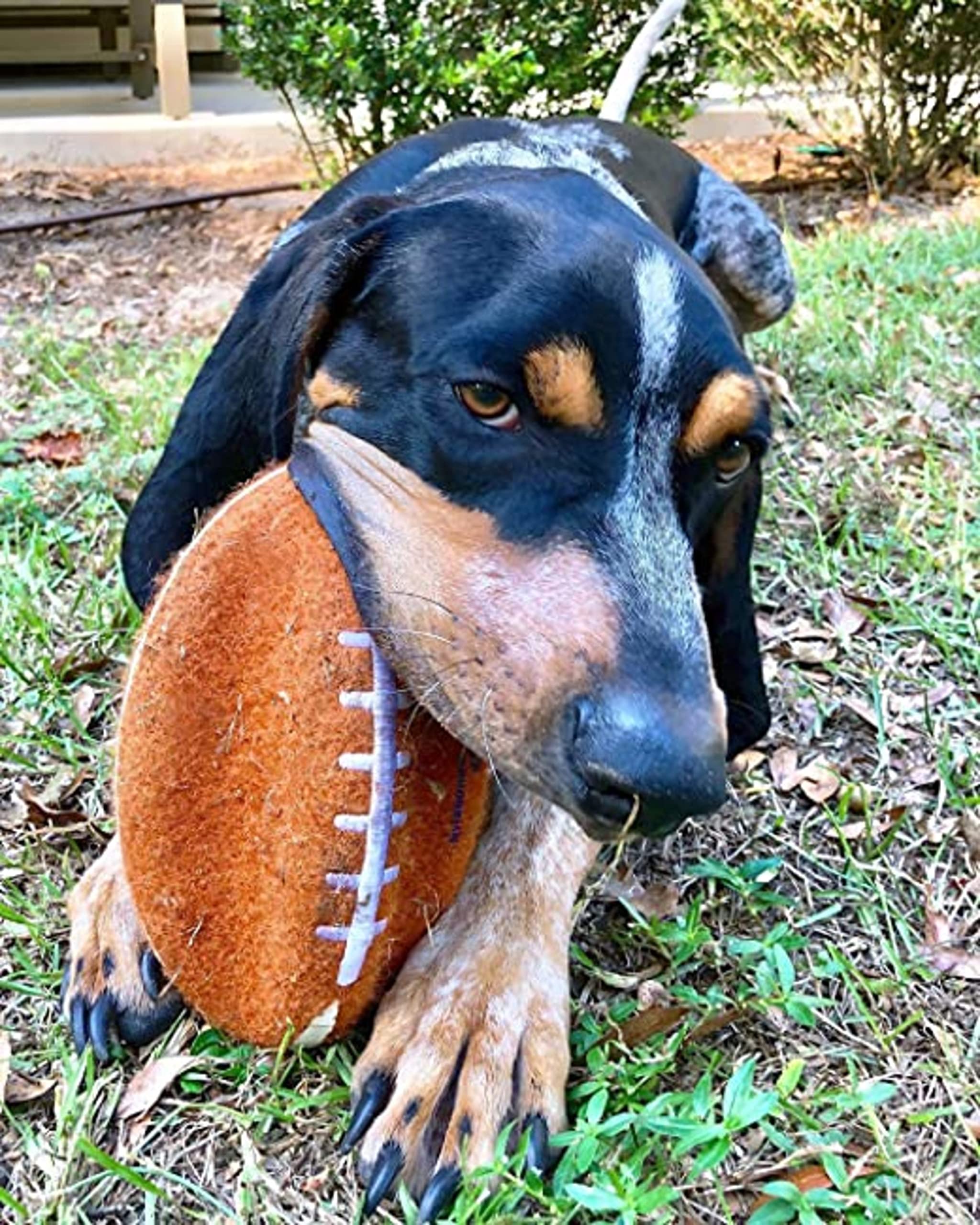 Nylabone chiot attrapant le ballon, facilite la prise et le ramassage