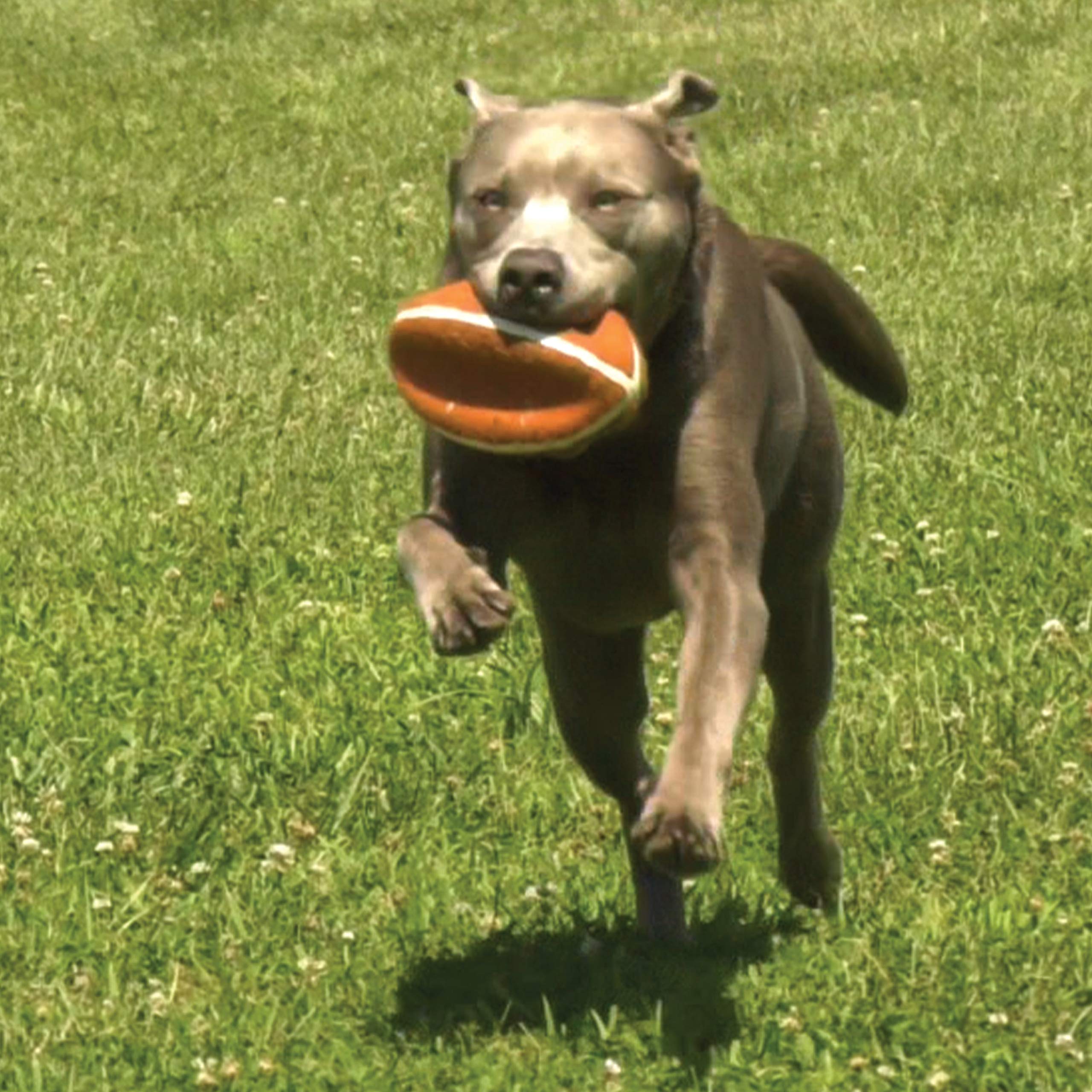 Nylabone vue de côté montrant la forme indentée pour une meilleure prise