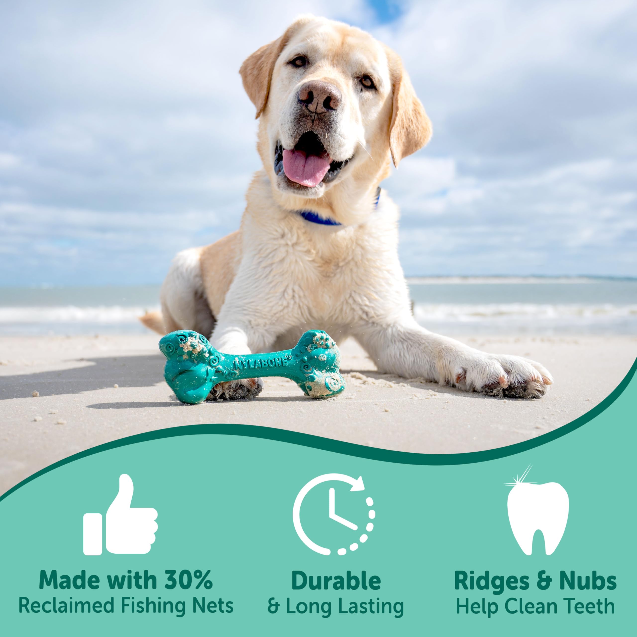 Nylabone détail montrant la saveur bacon et fromage intégrée pour attirer le chien