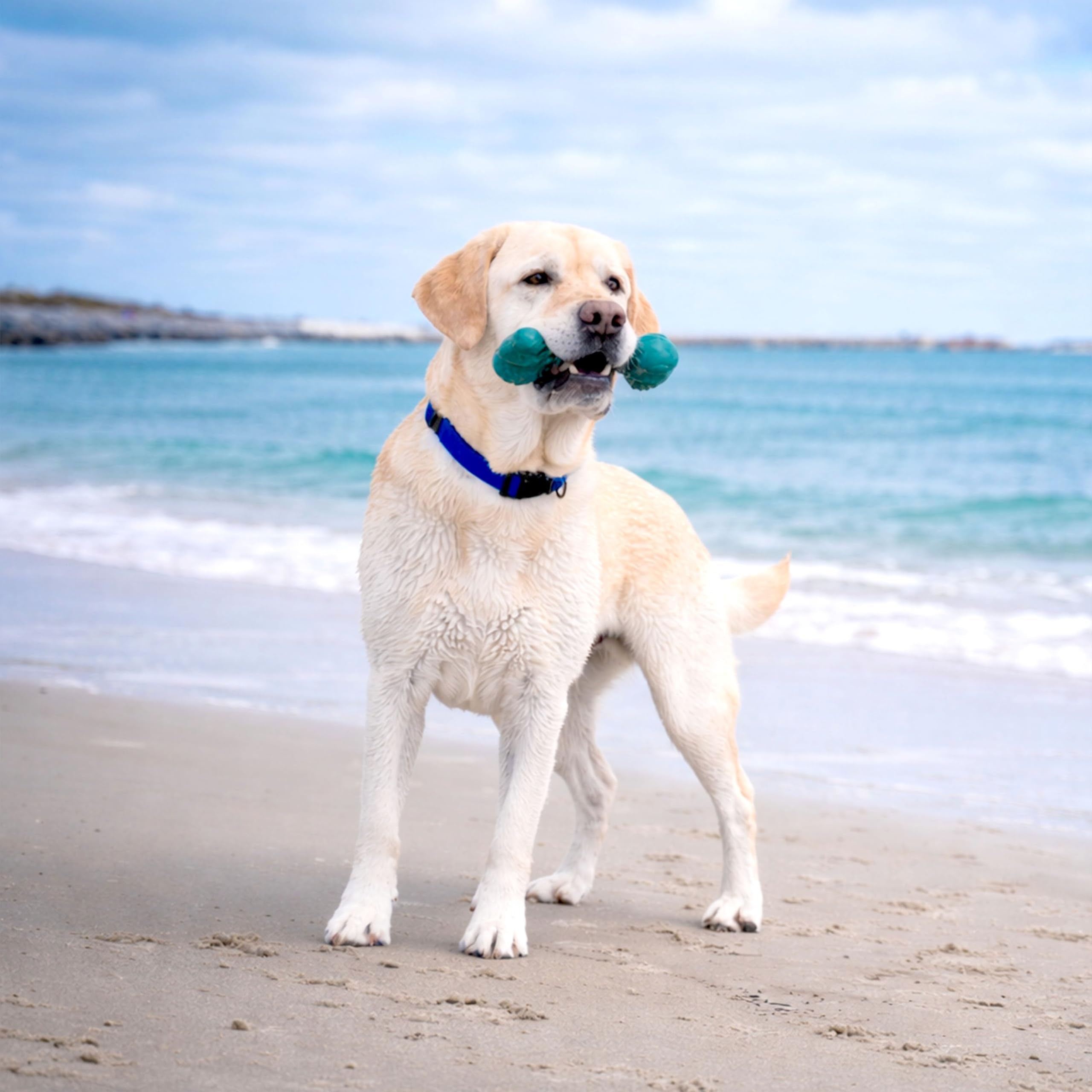 Nylabone emballage Love Our Oceans mettant en avant le plastique recyclé