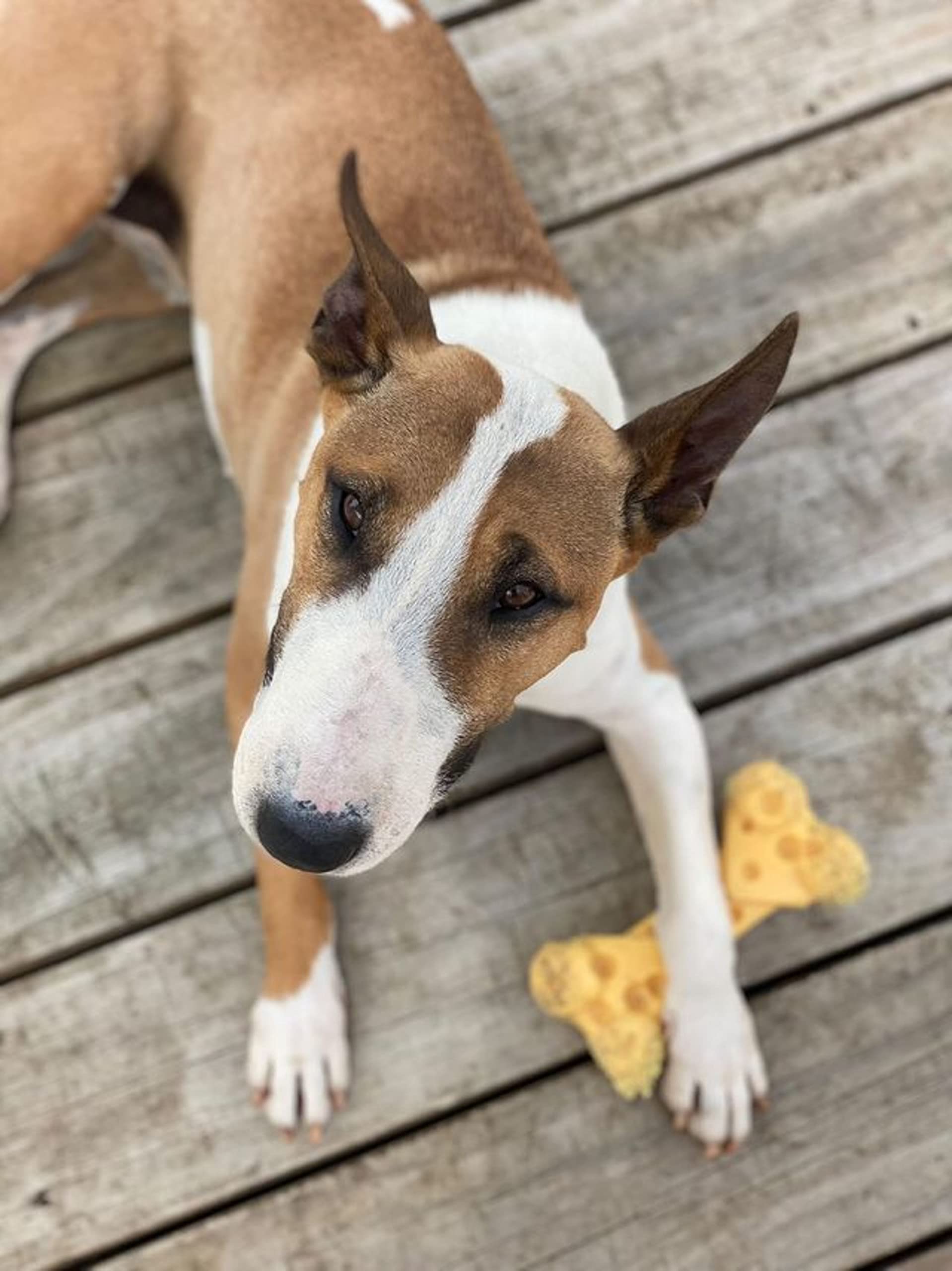 Nylabone emballage et étiquette indiquant usage et taille claire