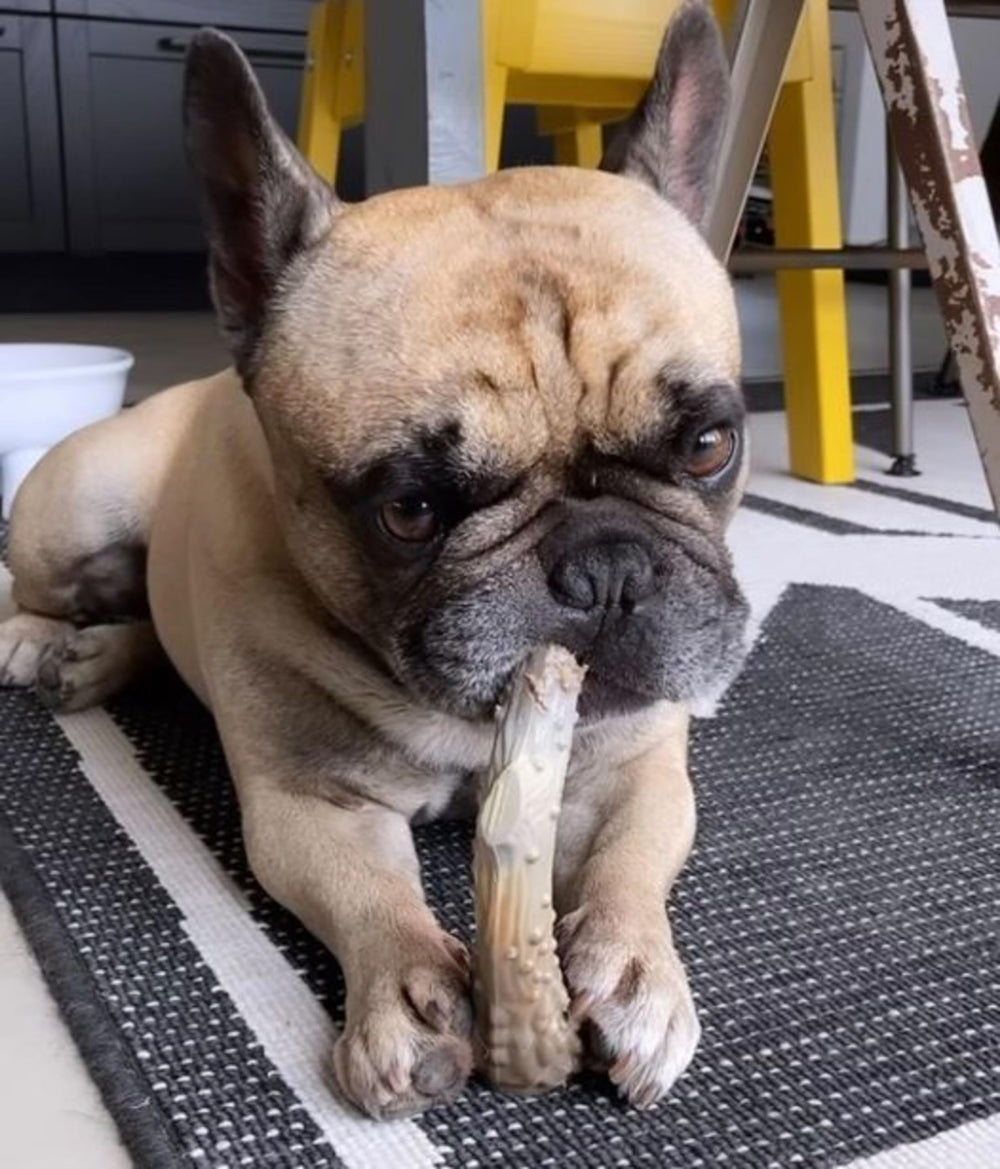 Nylabone gros plan de la texture offrant durabilité et satisfaction de mastication