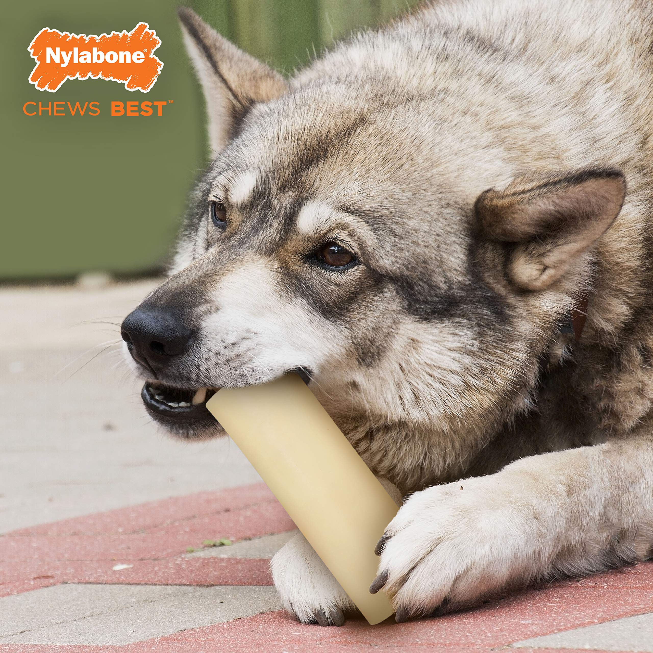 Nylabone gros plan texture multi-surface offrant stimulation et durabilité