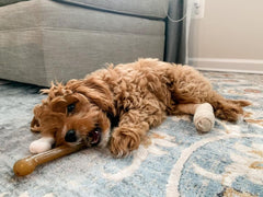 Nylabone gros plan sur le Gumabone révélant texture gommeuse apaisante