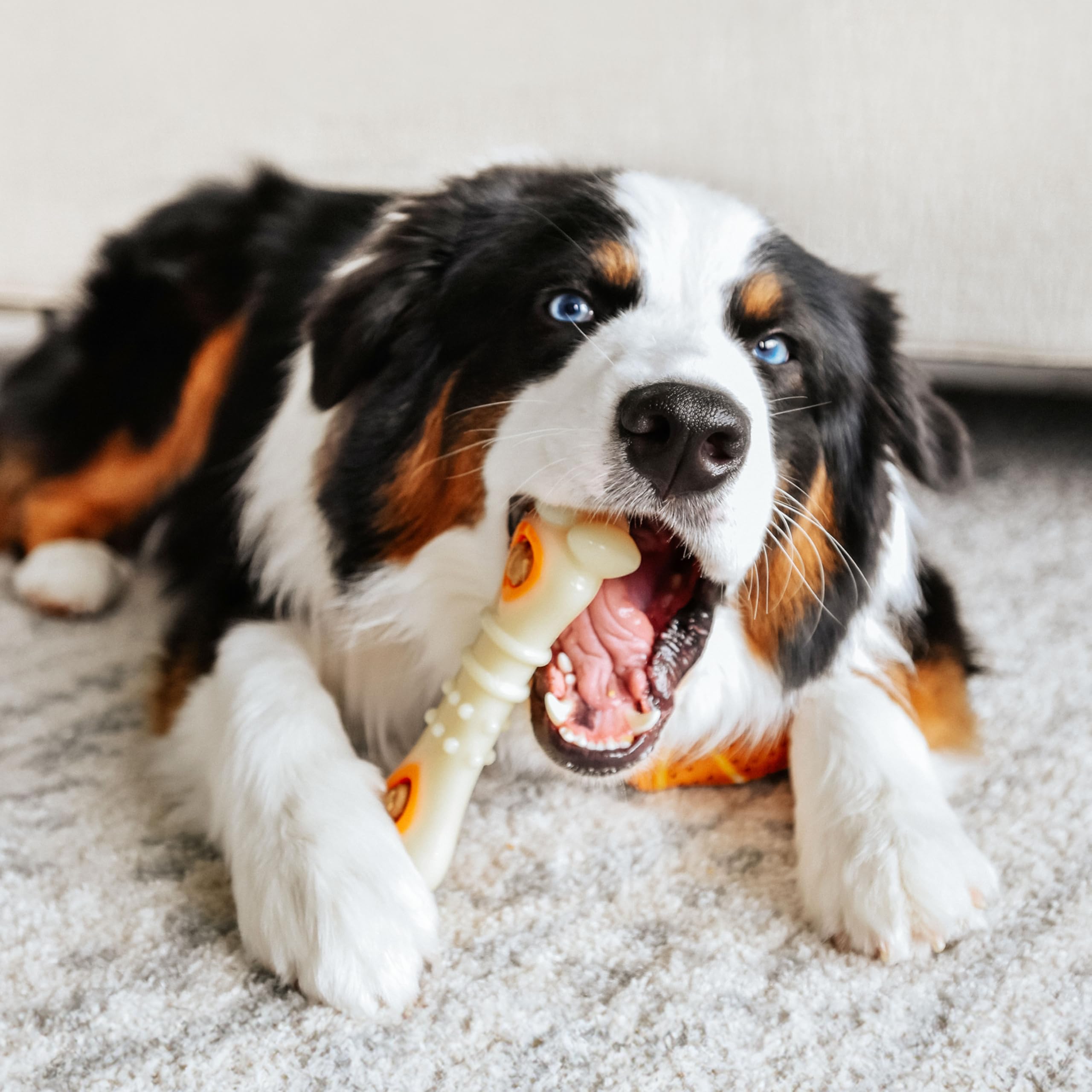Nylabone gros plan texture nylon pour nettoyage des dents