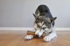 Nylabone gros plan texture douce apaisante pour gencives sensibles