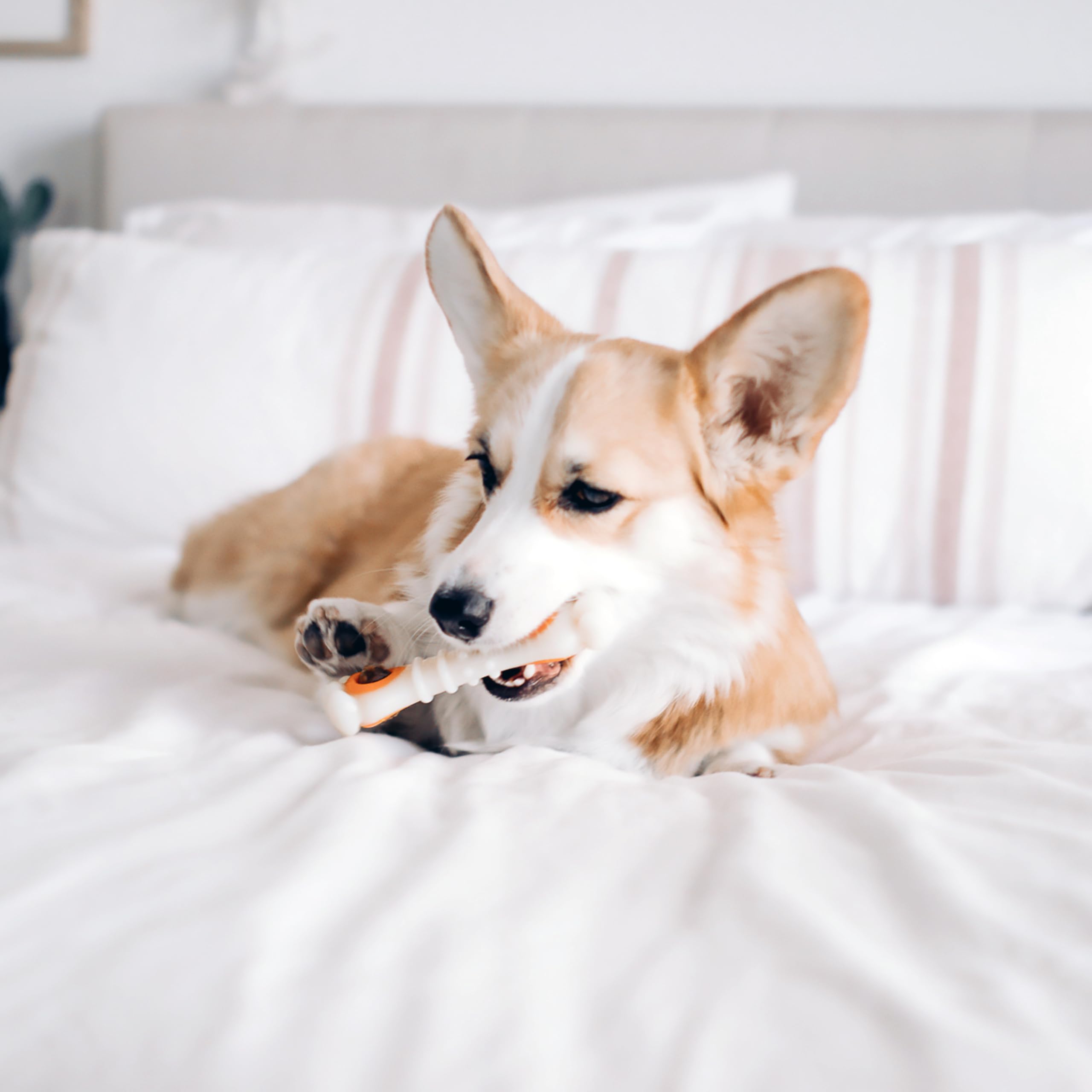 Nylabone côtés crêtes et nubs aidant à frotter la surface dentaire