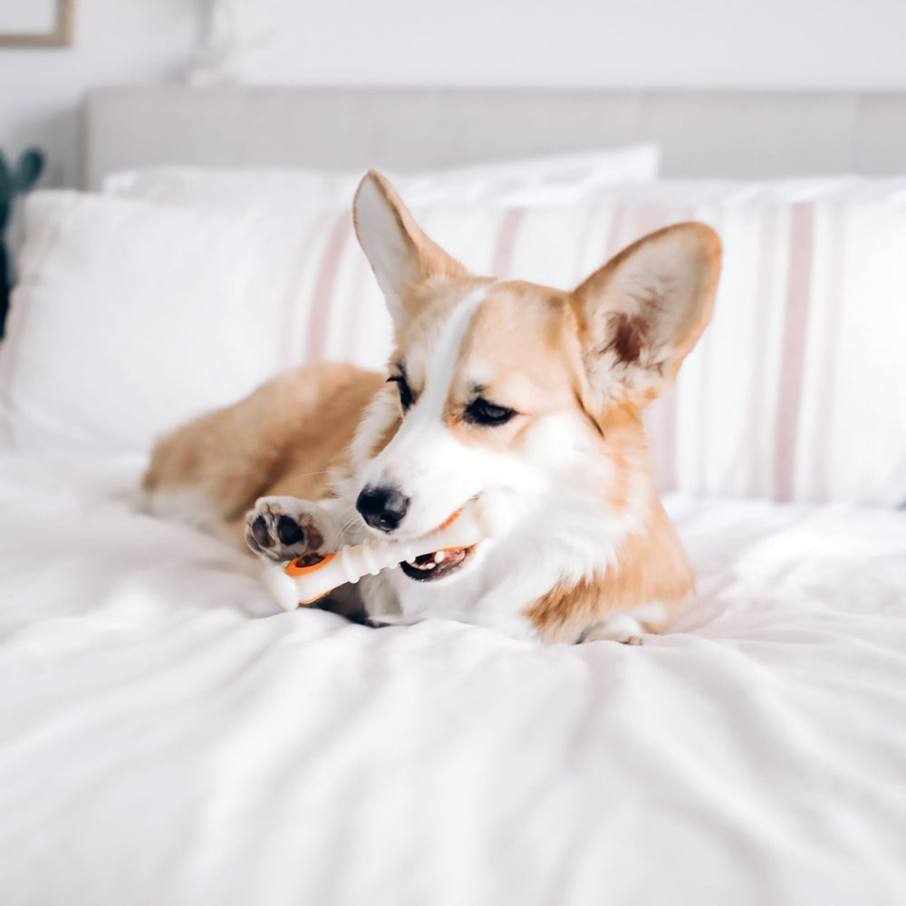 Nylabone côtés crêtes et nubs aidant à frotter la surface dentaire