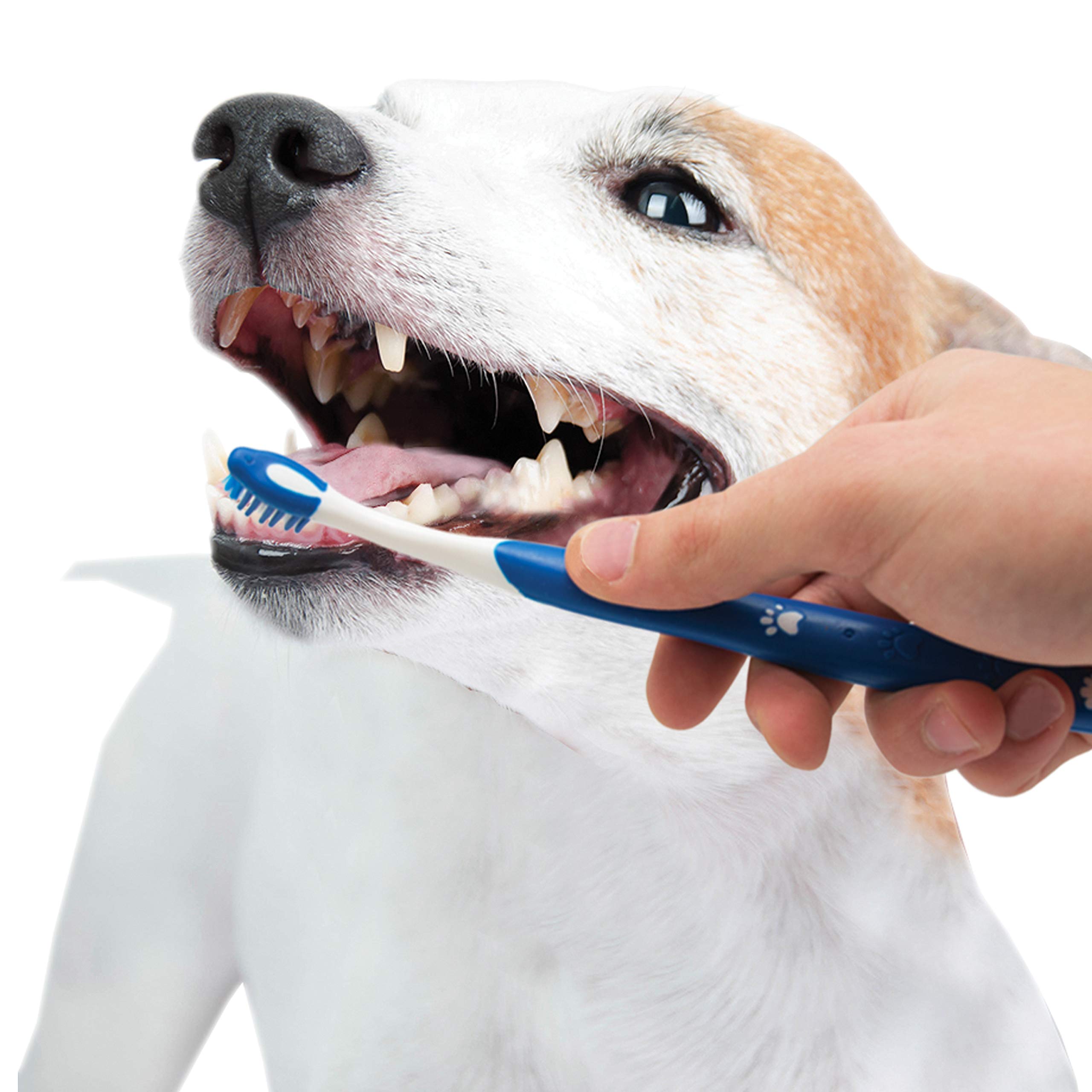 Nylabone scène lifestyle chiot et propriétaire moment de soin quotidien