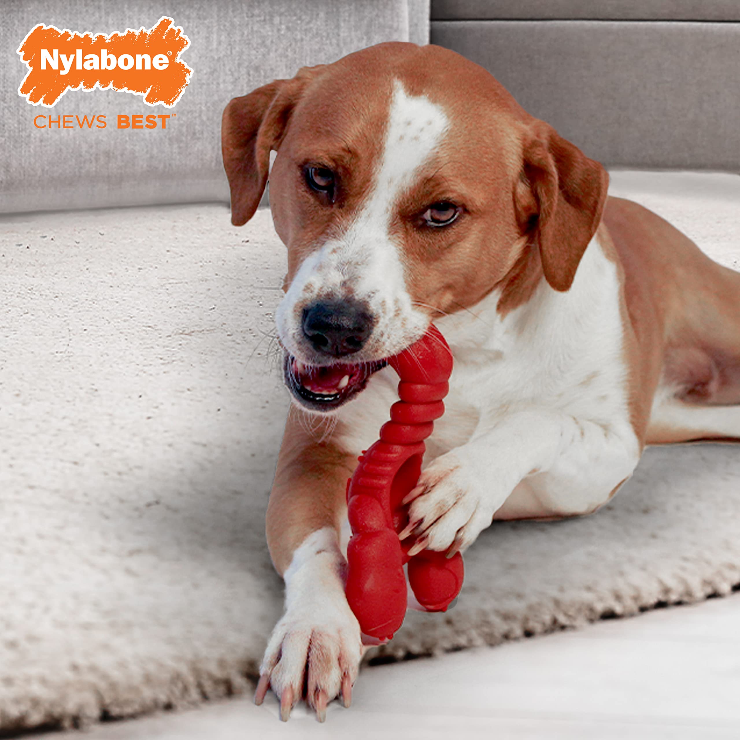 nylabone gros plan sur texture nylon favorisant nettoyage des dents