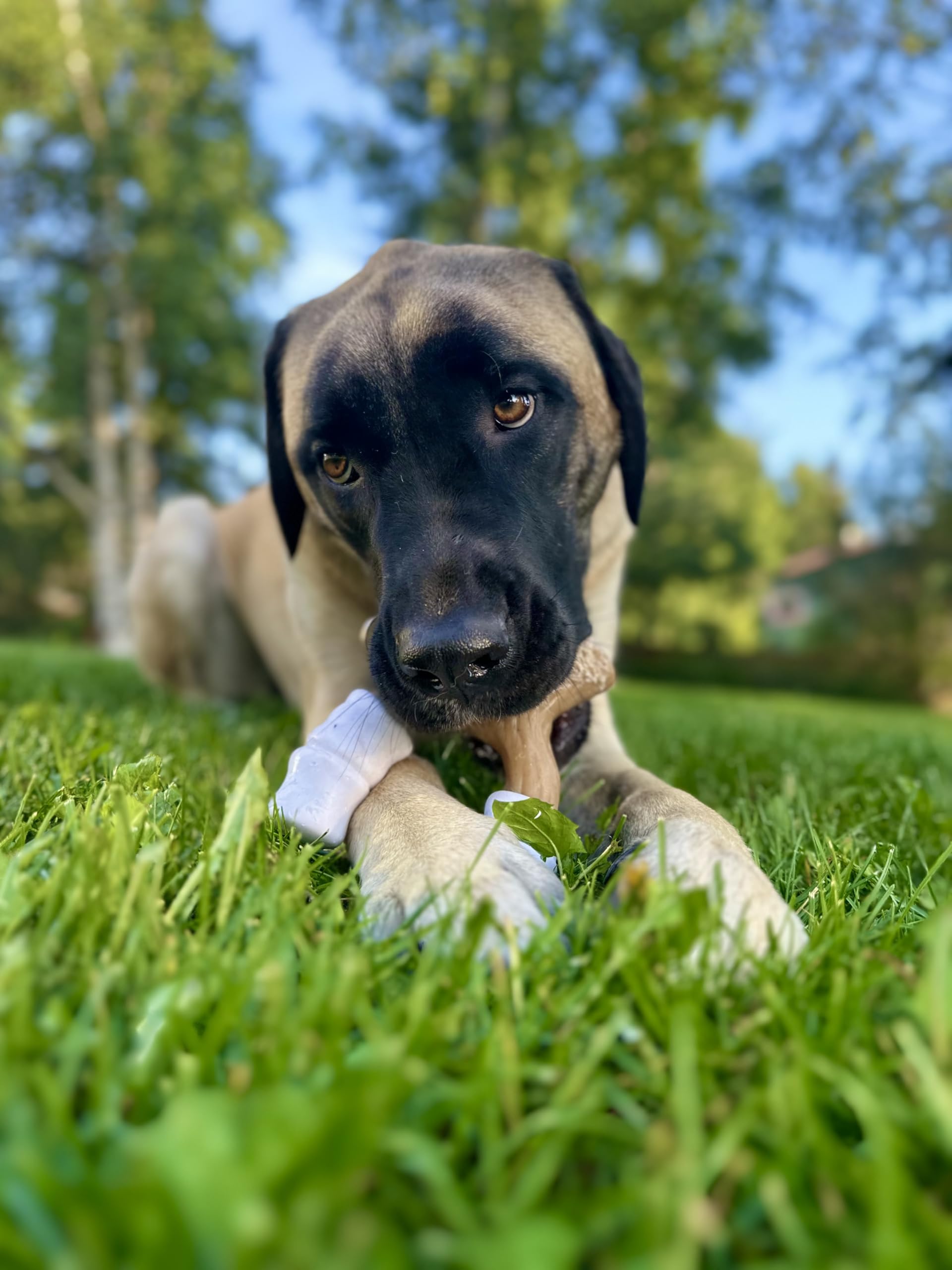 Nylabone jouet posé en extérieur illustrant robustesse d'utilisation extérieure