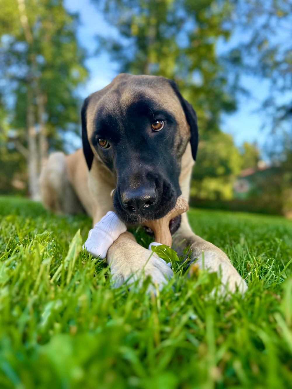 Nylabone jouet posé en extérieur illustrant robustesse d'utilisation extérieure