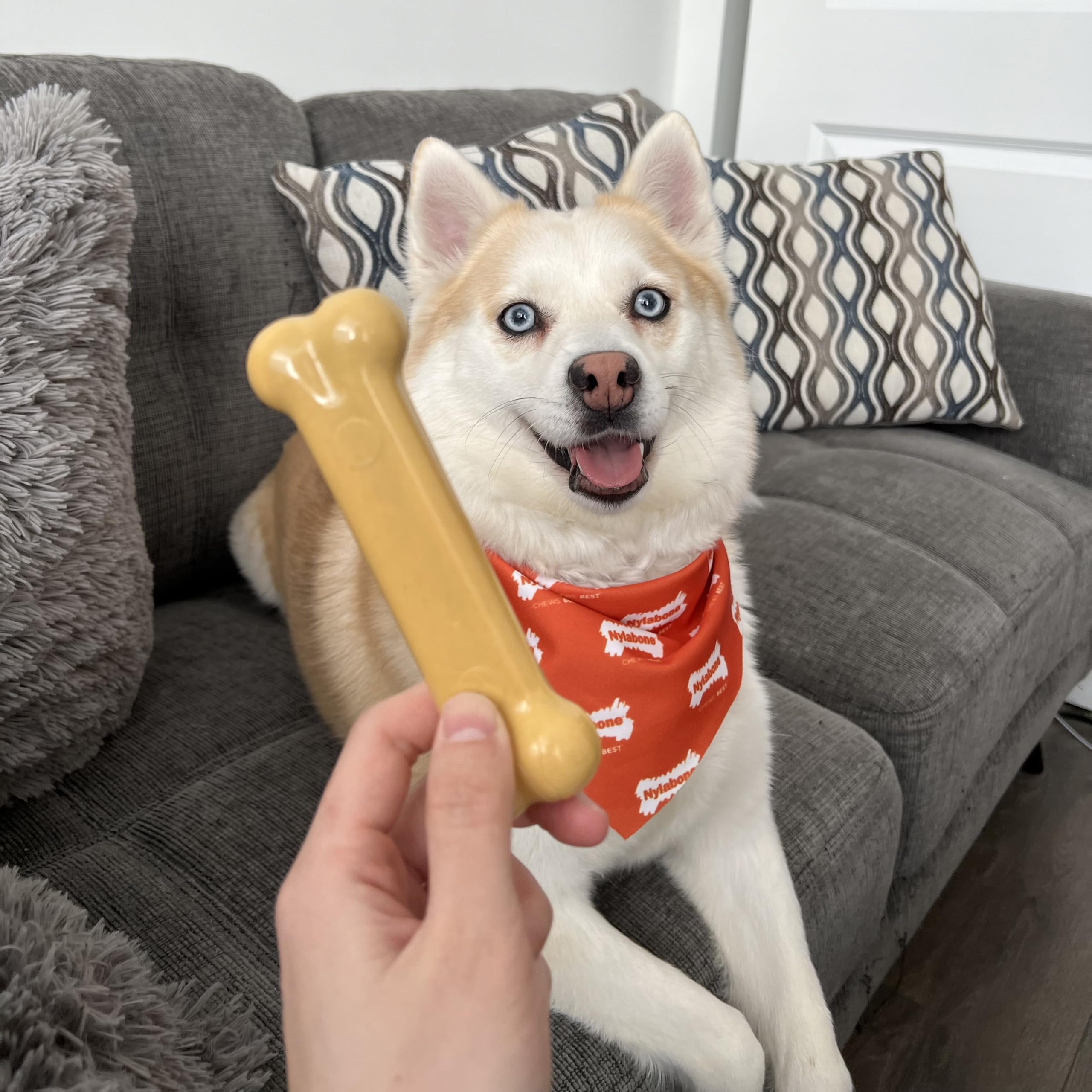 Nylabone gros plan texture rugueuse qui aide à nettoyer les dents