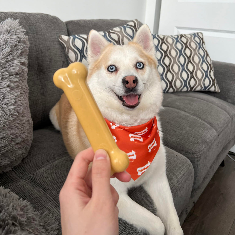 Nylabone gros plan texture rugueuse qui aide à nettoyer les dents