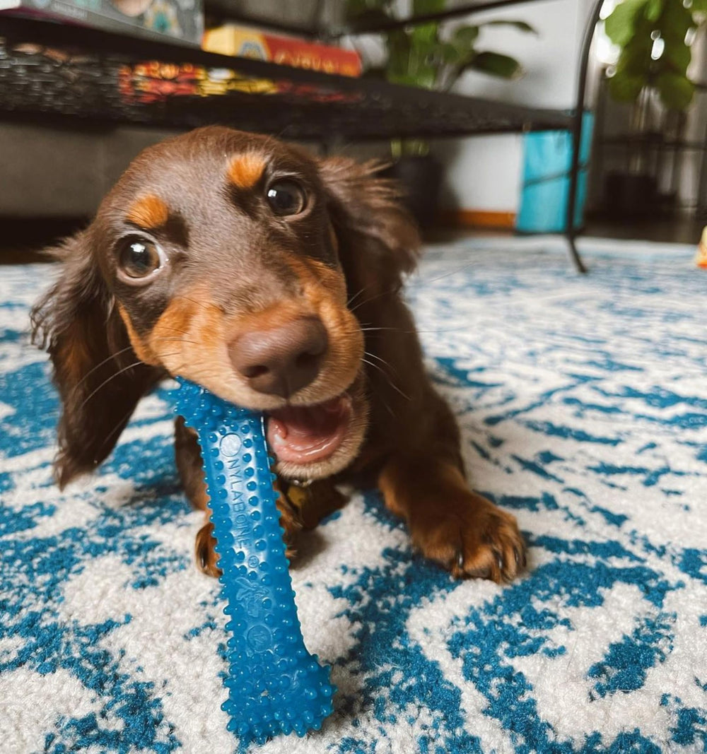 Nylabone os tenu en main pour visualiser la taille réelle